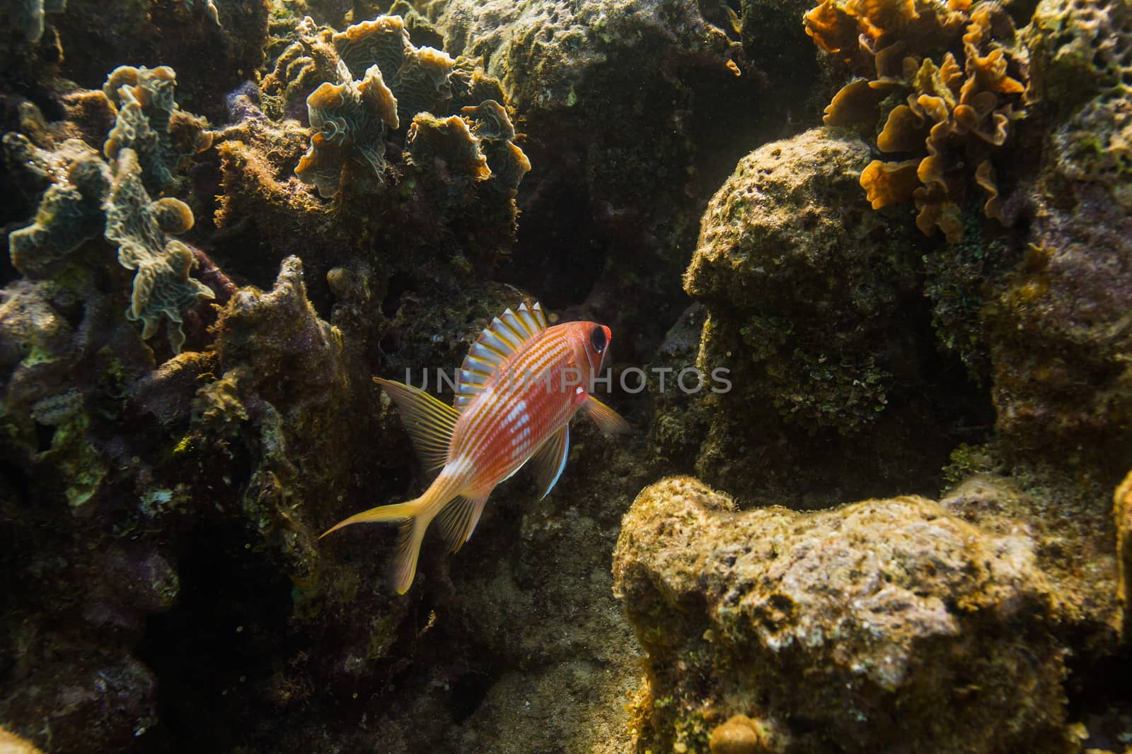 Squirrelfish in a crevace of a coral reef