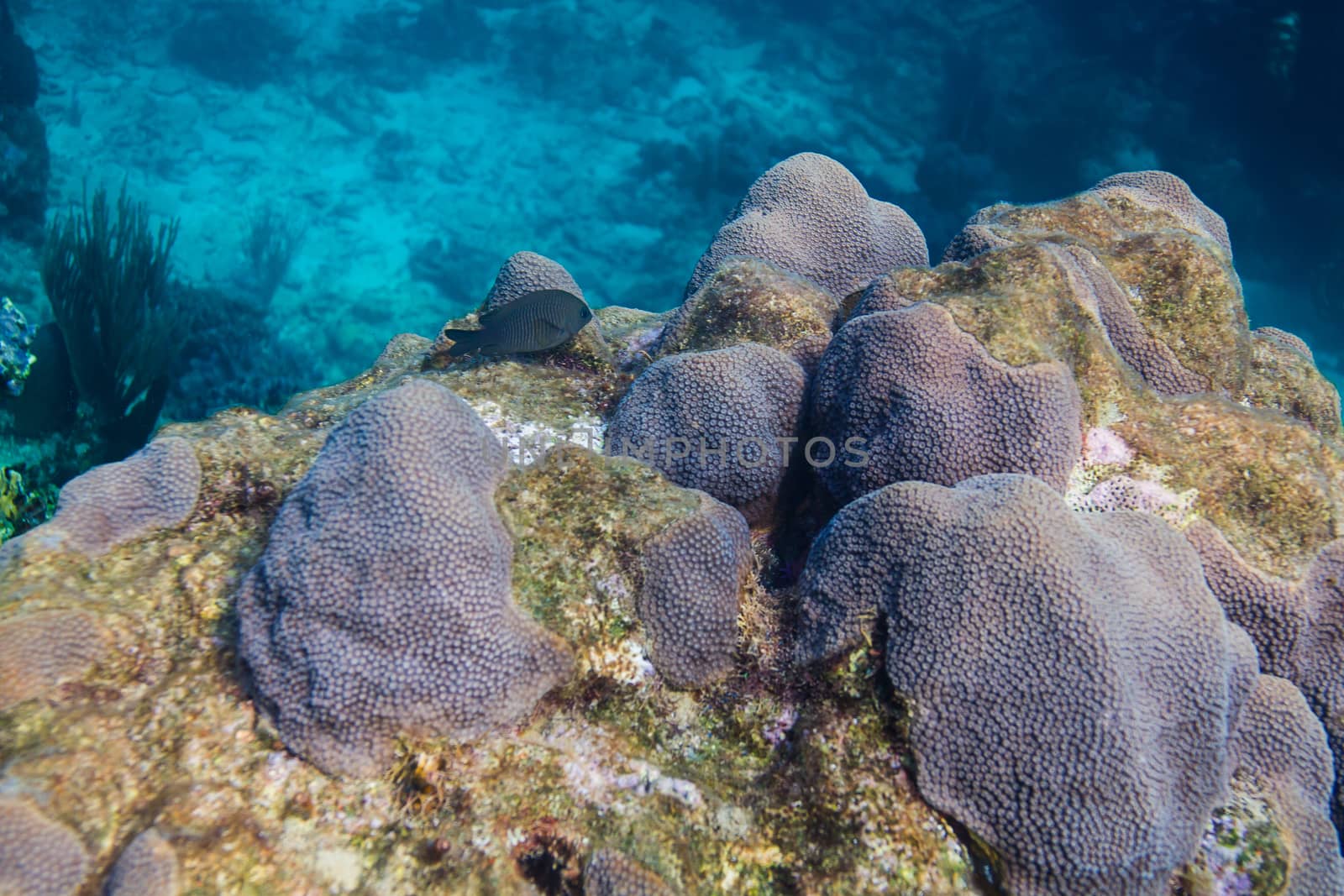 Single longfin damselfish over coral reef