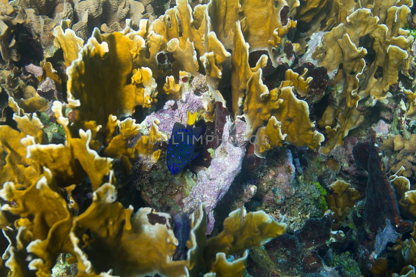 Microspathodon chrysurus swimming around hard coral