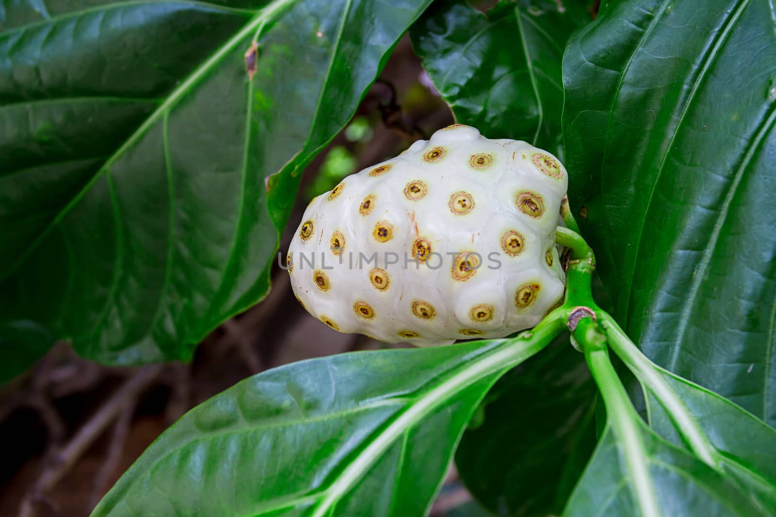 White fruit on a branch in a tropical climat