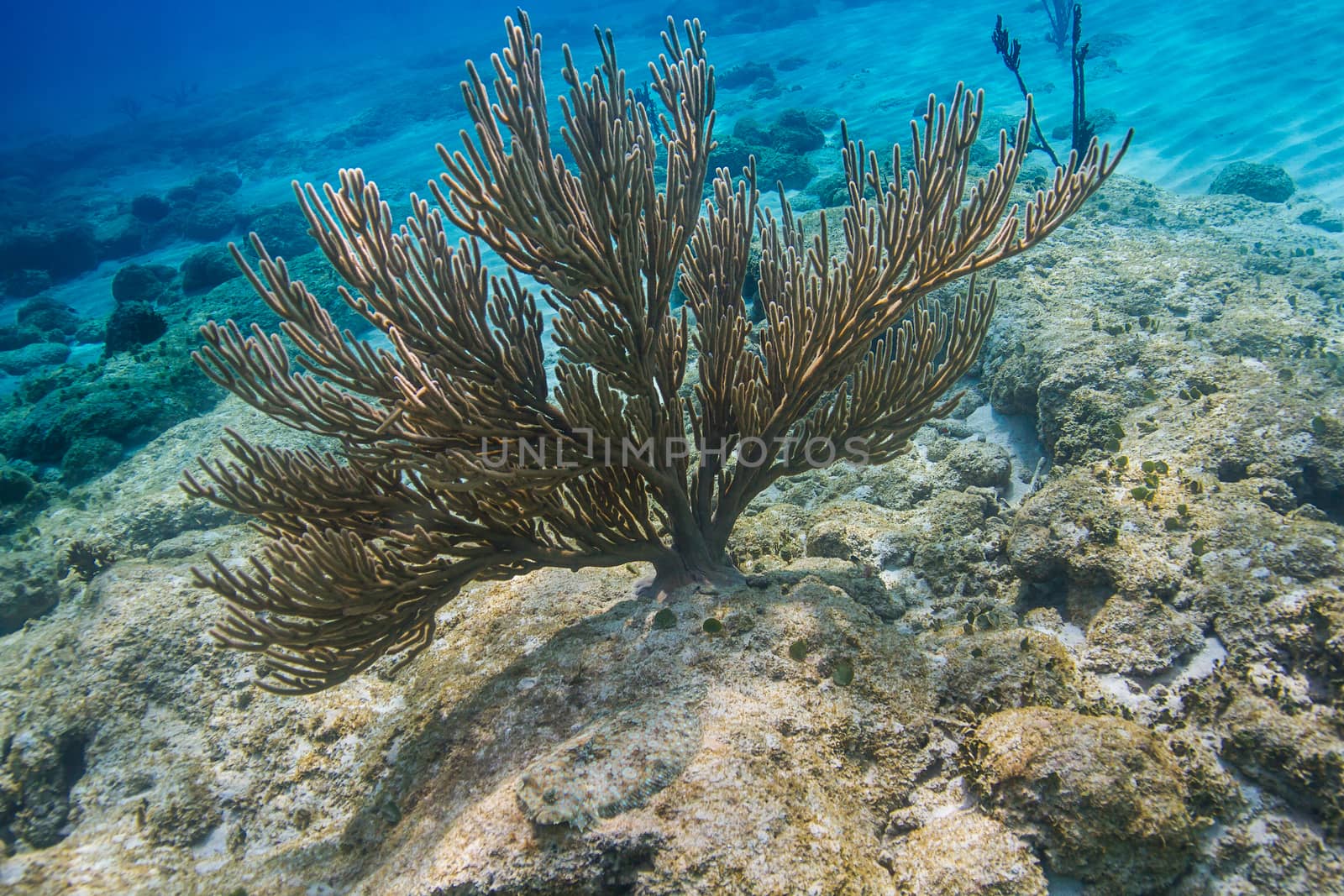 Multi branch soft coral in the atlantic ocean
