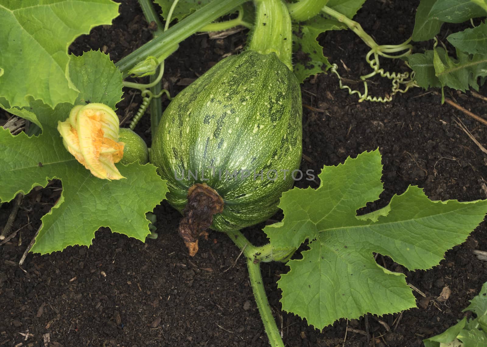 Squash growing on the vegetable bed in the garden.