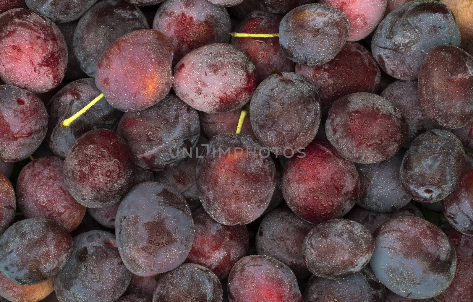 Ripe blue plums with water drops close-up. Fruit background.