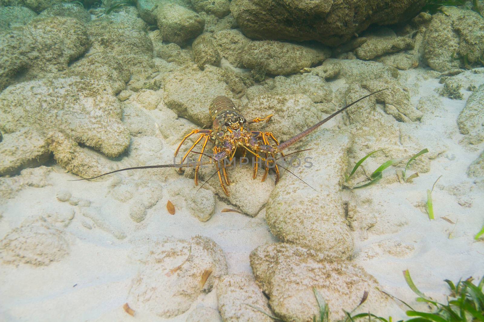 Panulirus argus lobster by mypstudio