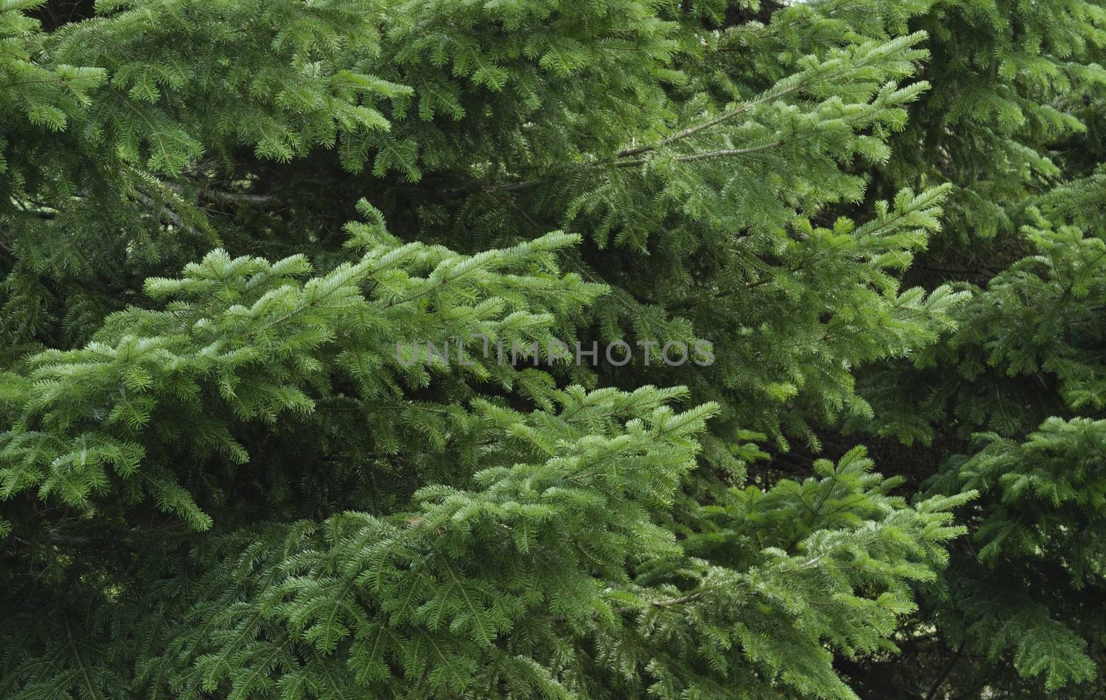 Spruce tree close-up. Christmas background.