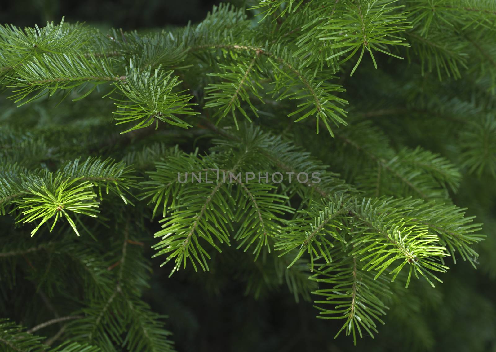 Spruce tree branches close-up. Christmas background.