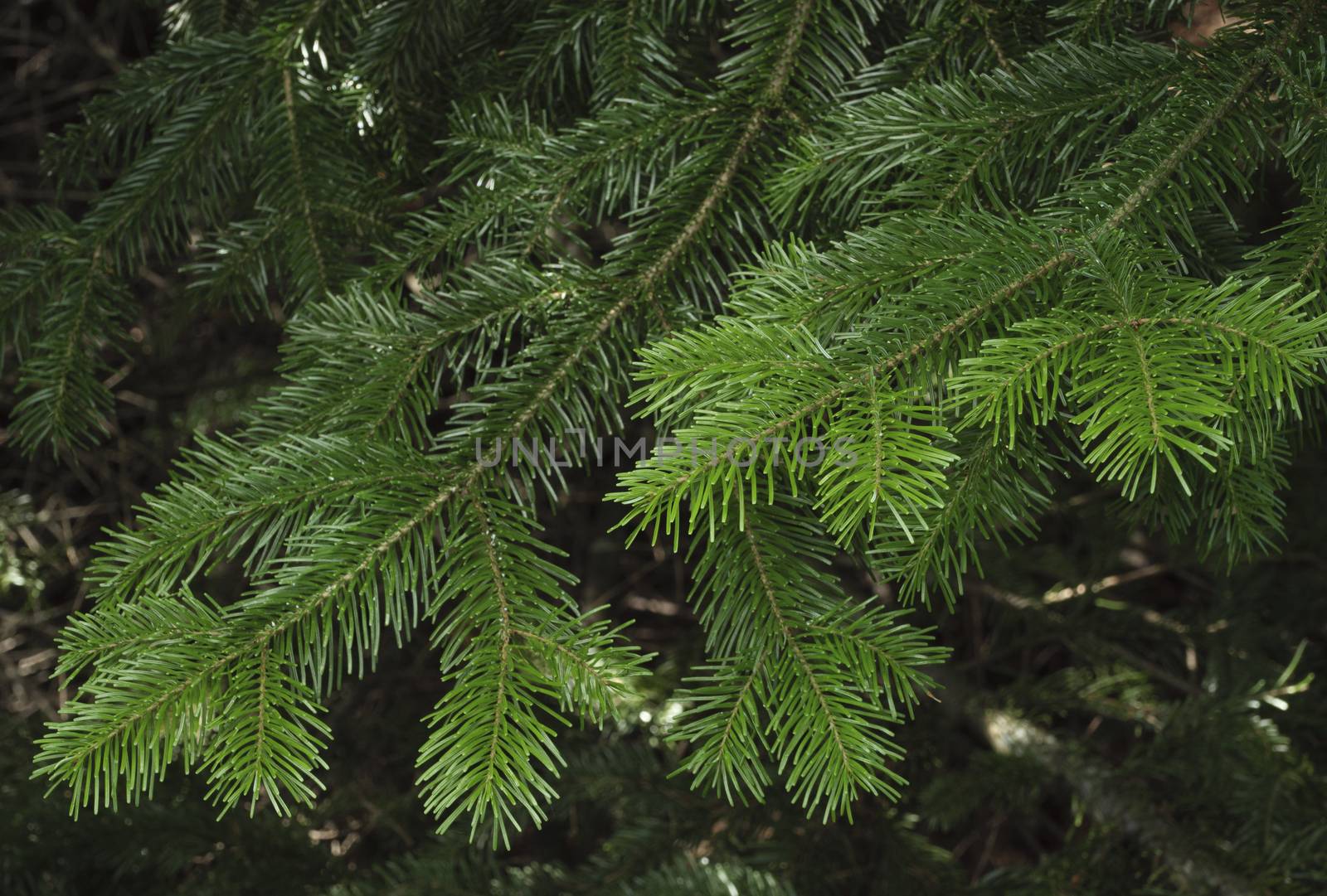 Spruce tree branches close-up. Christmas background.