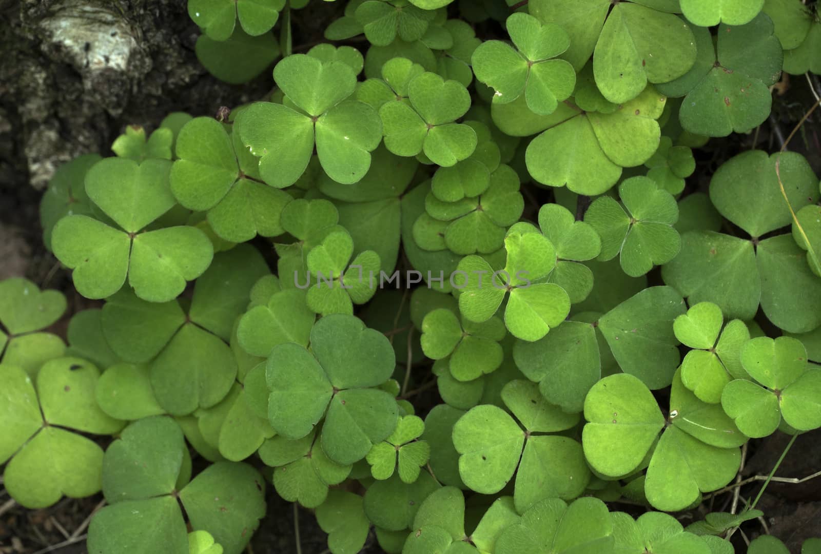 Oxalis acetosella wood sorrel green foliage plant in forest, bunch of green leaves on tree bark.