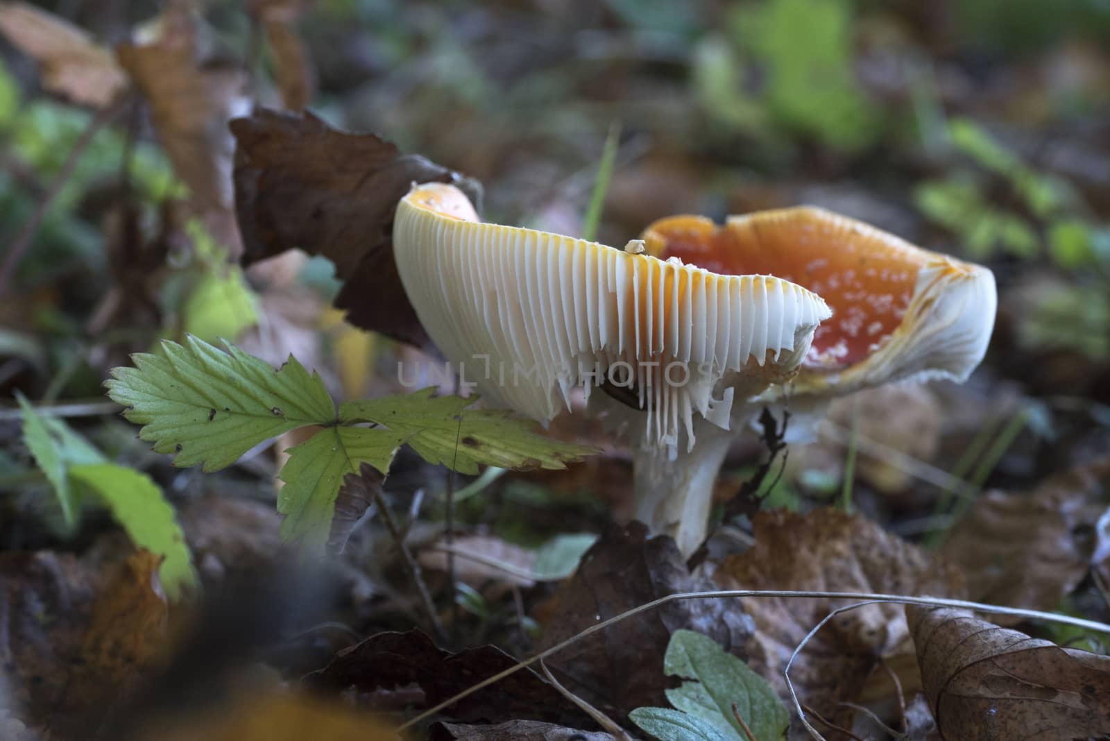 Red fly agaric mushrooms in the forest on a sunny autumn day. Amanita muscaria.