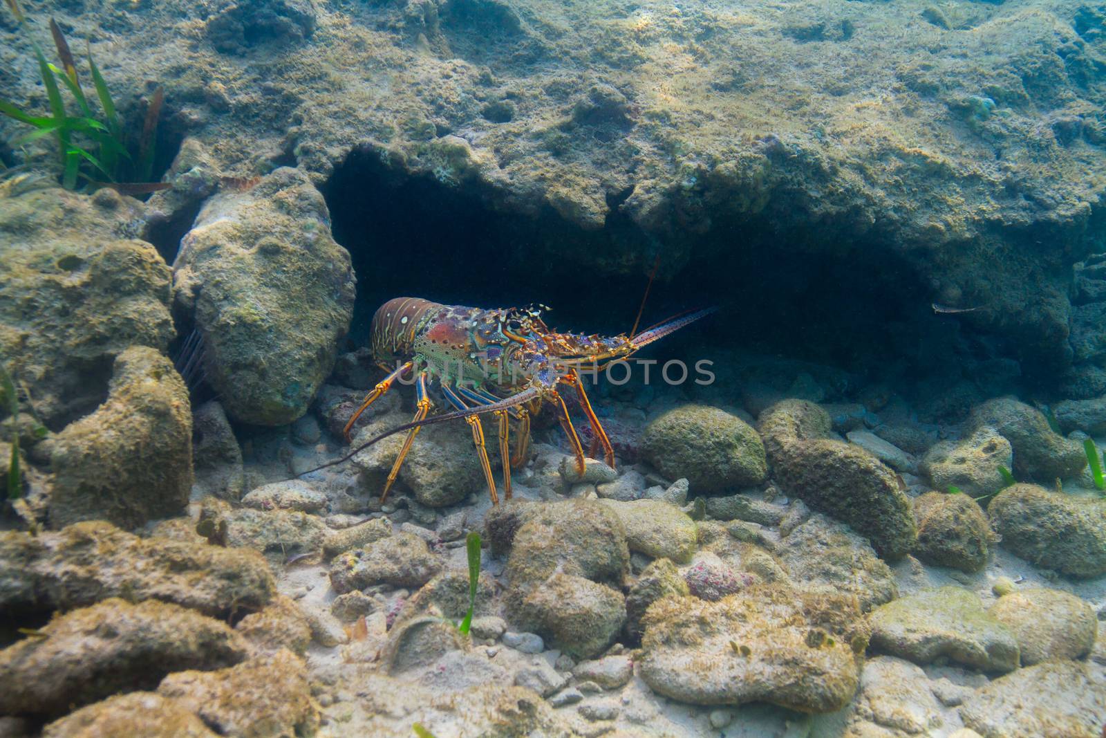 Panulirus argus lobster by mypstudio