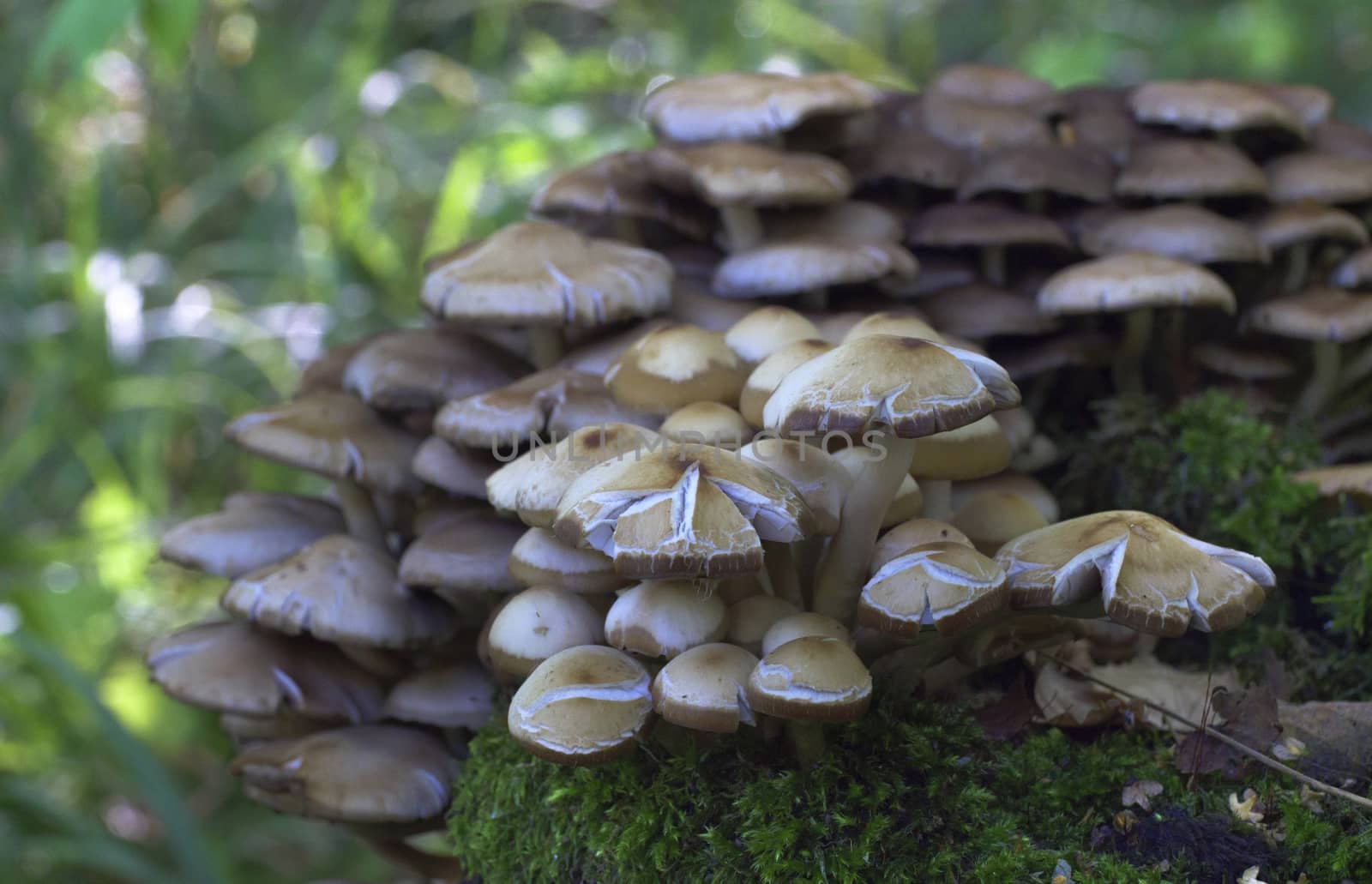 Mushrooms, growing on a tree trunk covered by moss in the autumn forest.