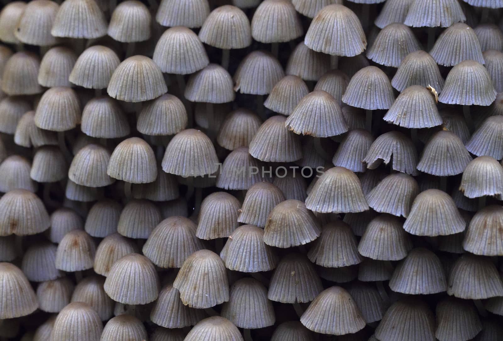 Large group of poisonous mushrooms as background in the forest.