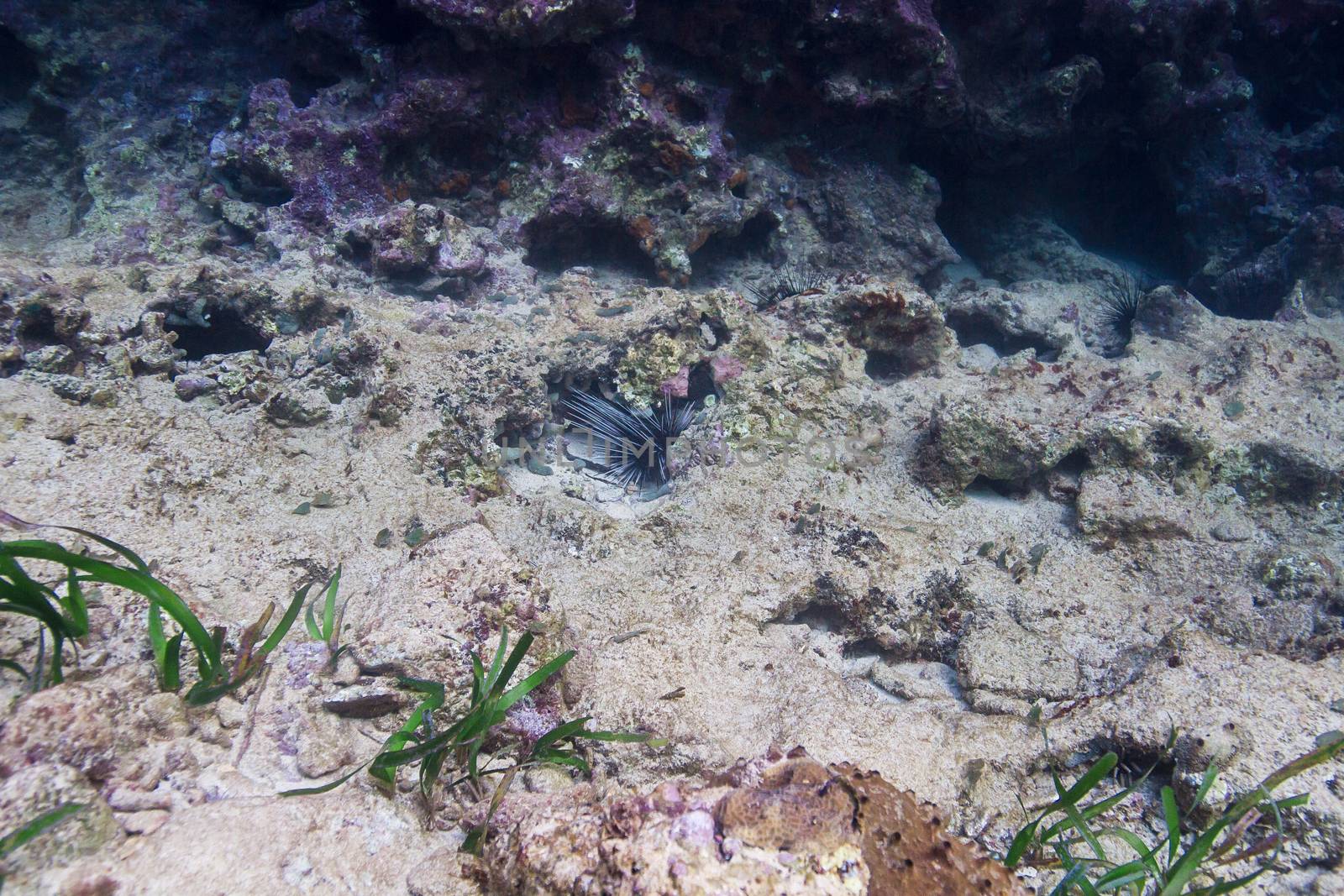 Diadema antillarum hidding in a coral crevace