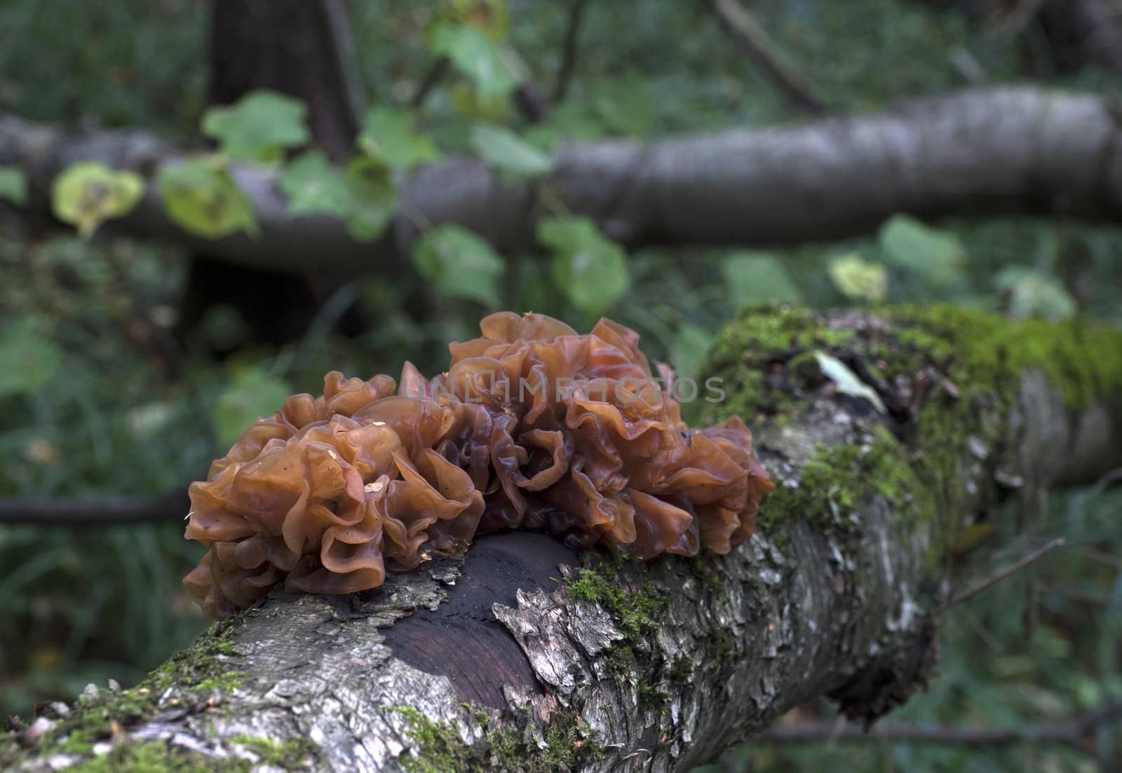 Mushrooms growing on a mossy birch tree trunk. Phaeotremella foliacea.