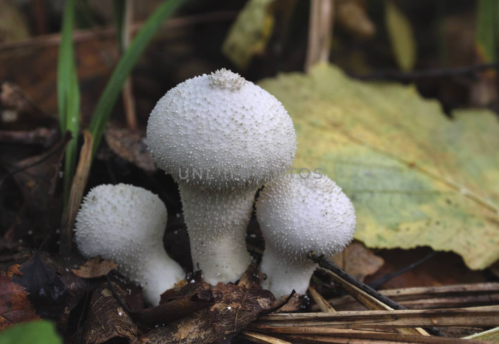 Mushrooms growing in the autumn forest. Lycoperdon perlatum.