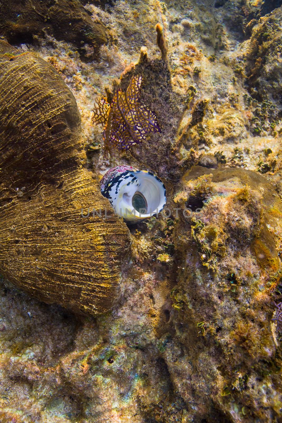 sea shell with animal inside, upside down in a reef