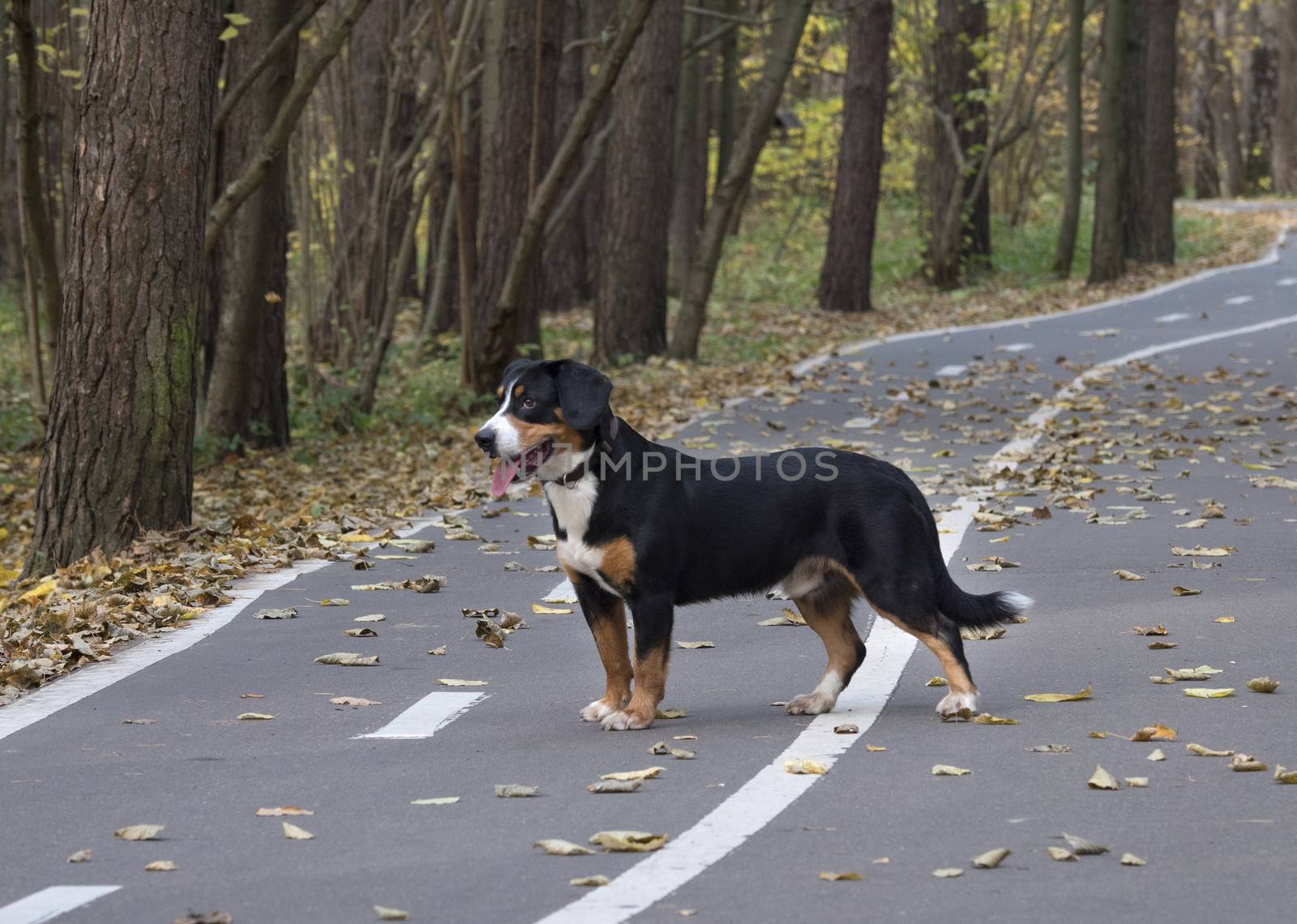 The Entlebucher Sennenhund on the road in the Autumn Forest