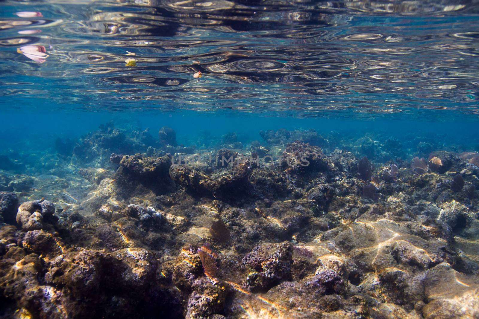 sharp edge shallow reef off the coast of Roatan