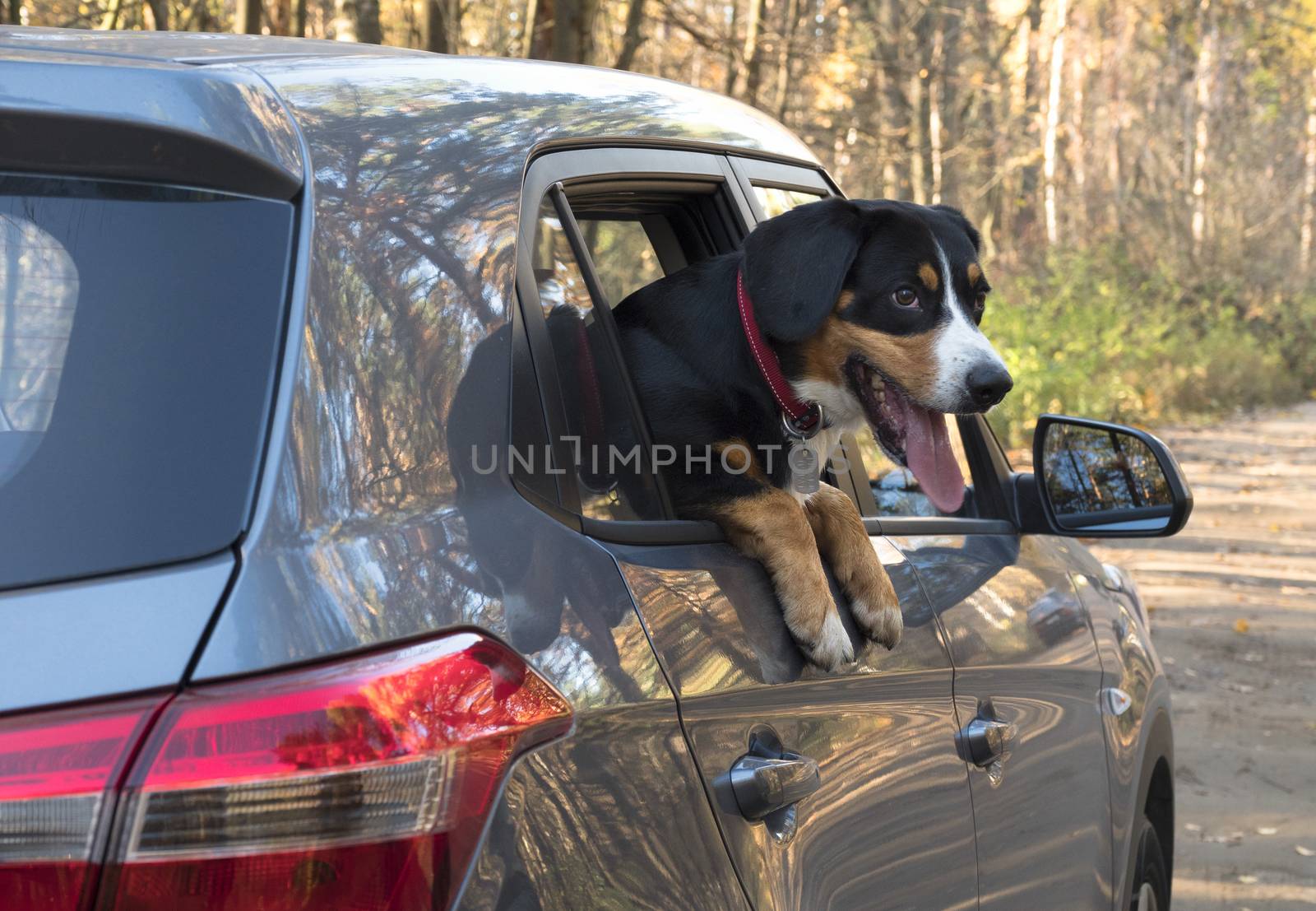 Entlebucher Mountain Dog looks out of the car window.