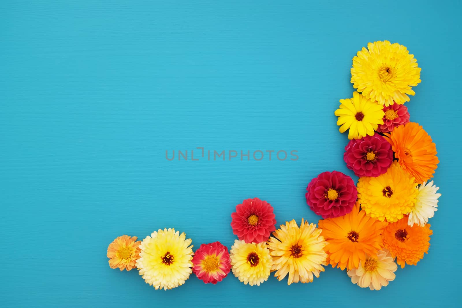 Orange calendulas and red dahlia blooms arranged as a floral border on a painted blue wooden background with copy space