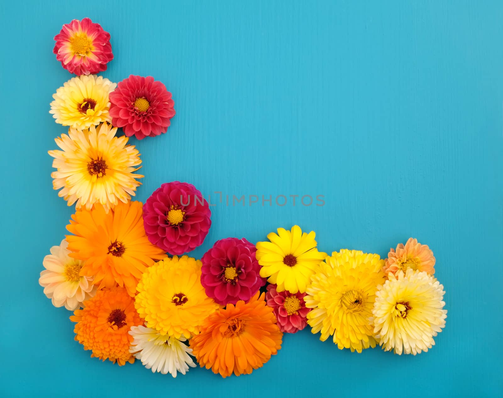 Floral mixture of orange and yellow calendula flowers and red dahlia blooms on a teal background with copy space