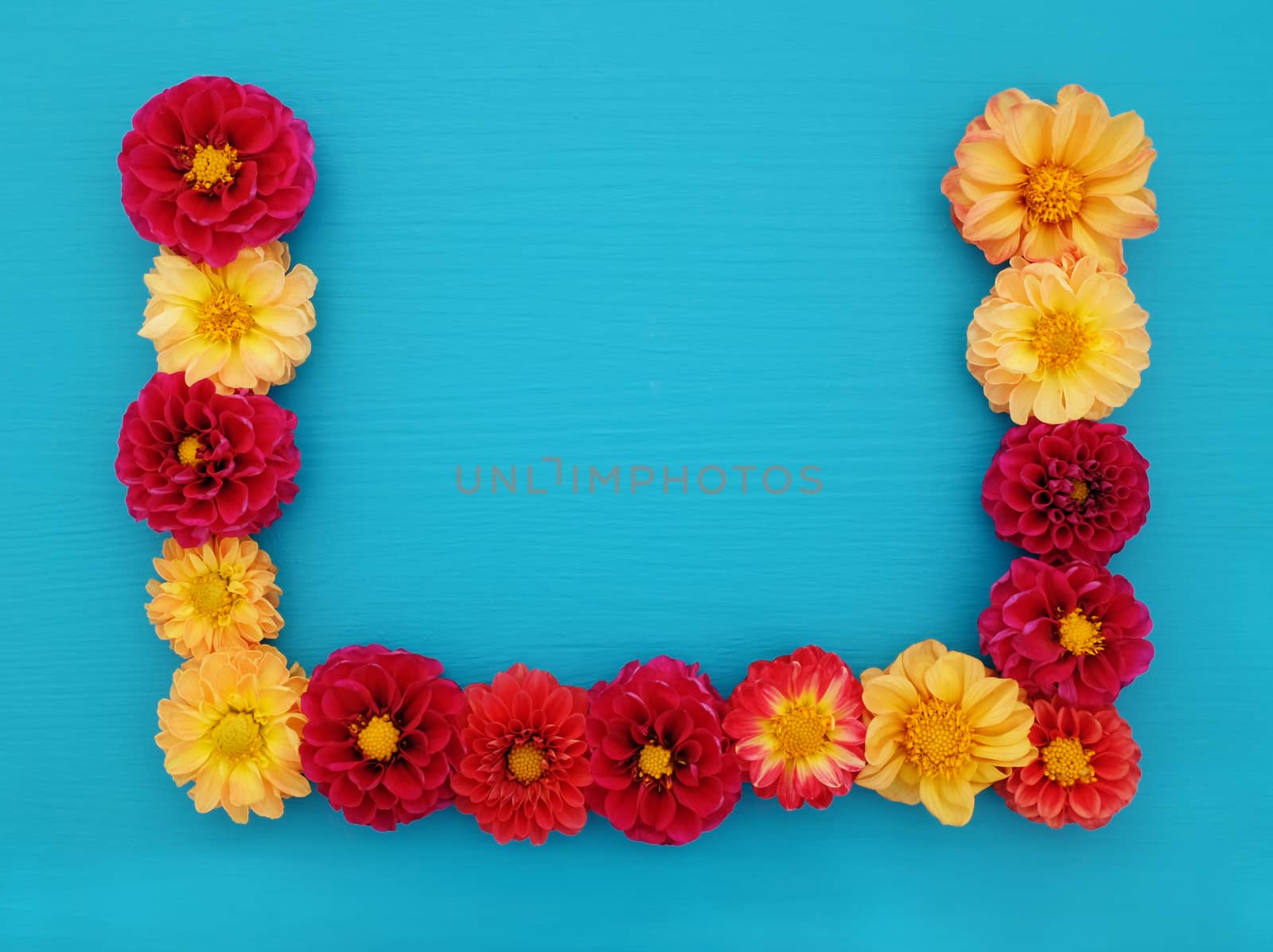 Three sided border of red and yellow dahlia flowers arranged on a painted blue wood background with copy space
