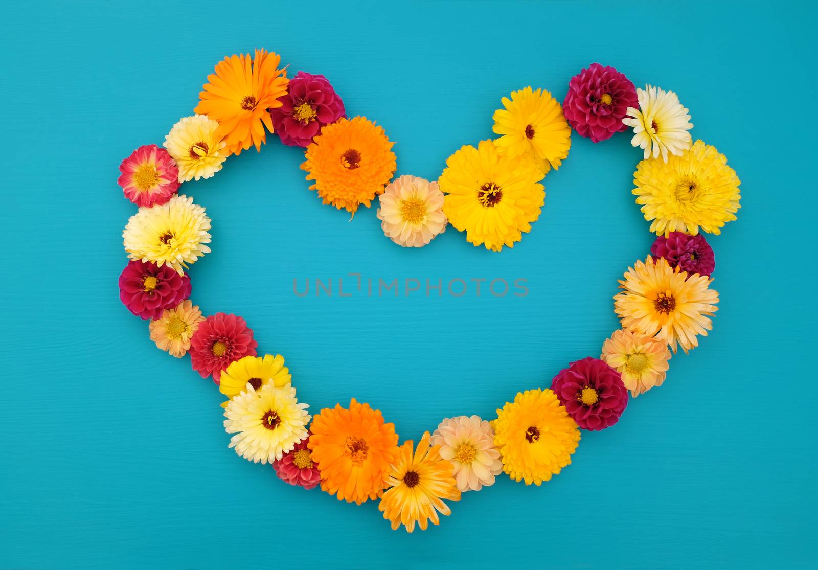 Hollow heart shape of dahlias and calendulas on a teal-coloured wooden background with copy space