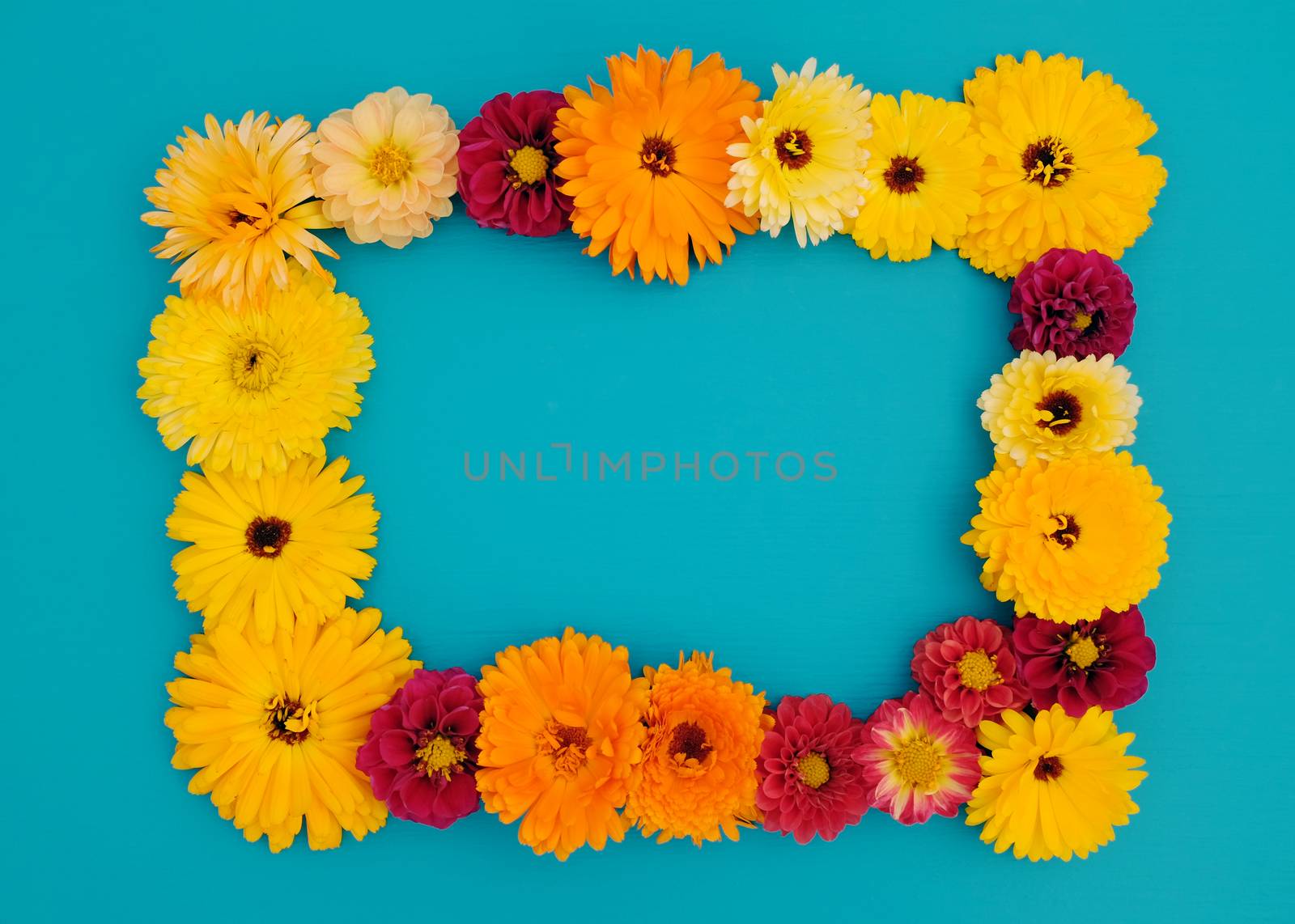 Rectangular frame of flowers - calendula and dahlias - on a painted blue background with copy space
