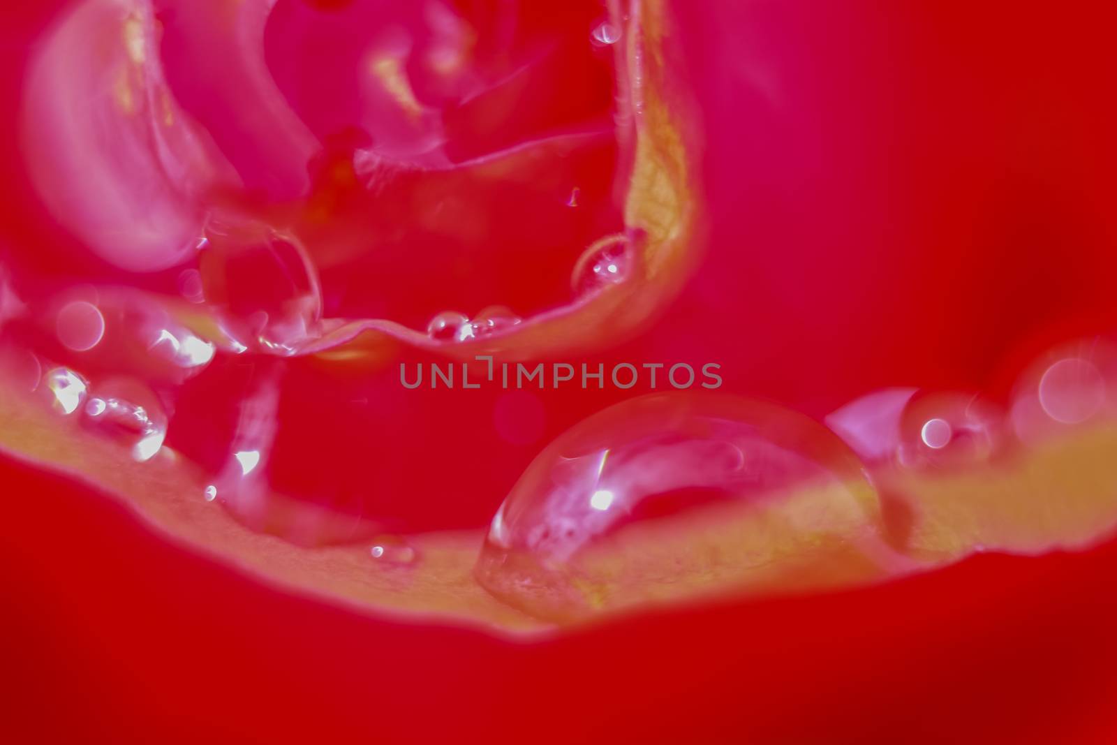 Red rose closeup with water drops.