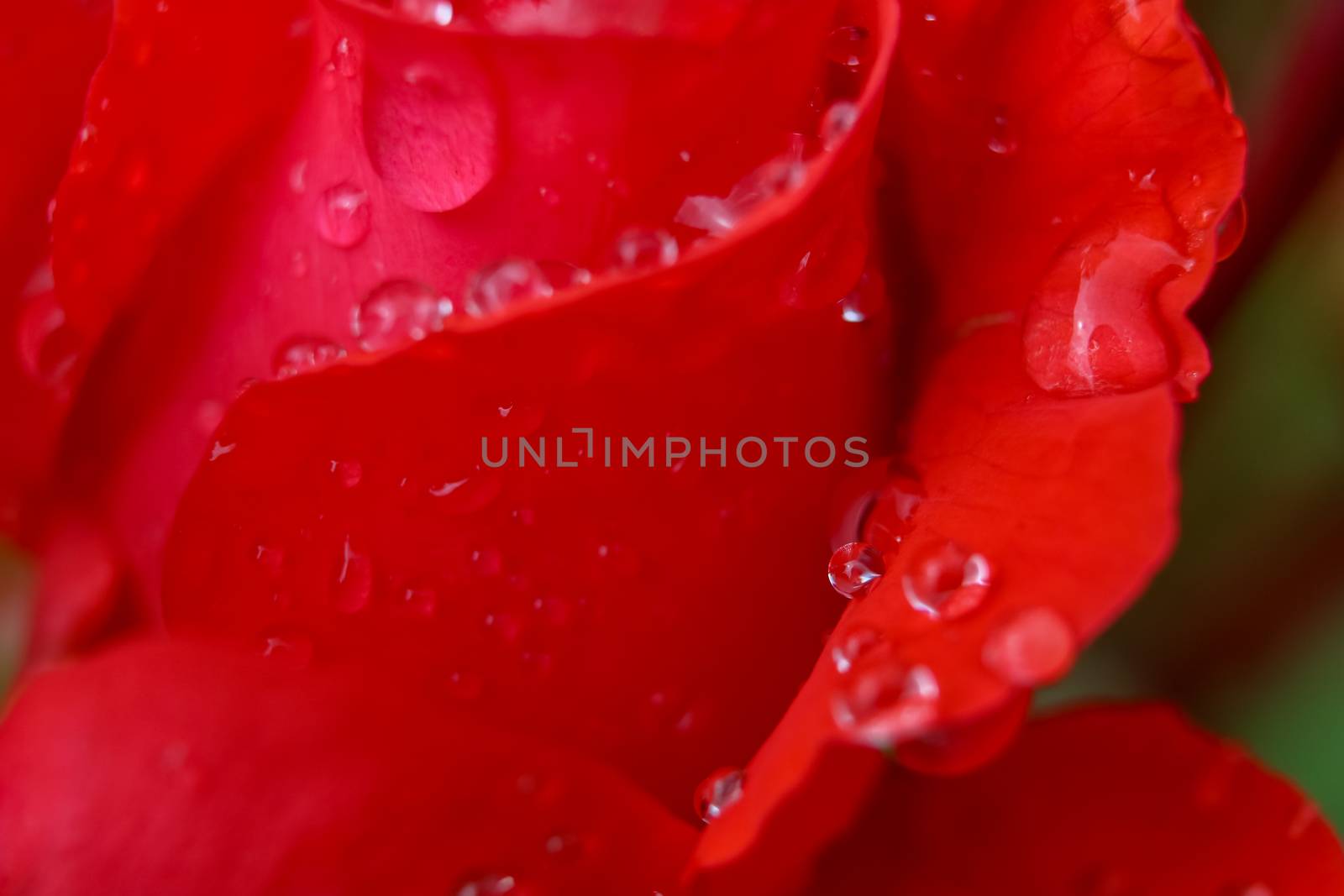 Red rose closeup with water drops.