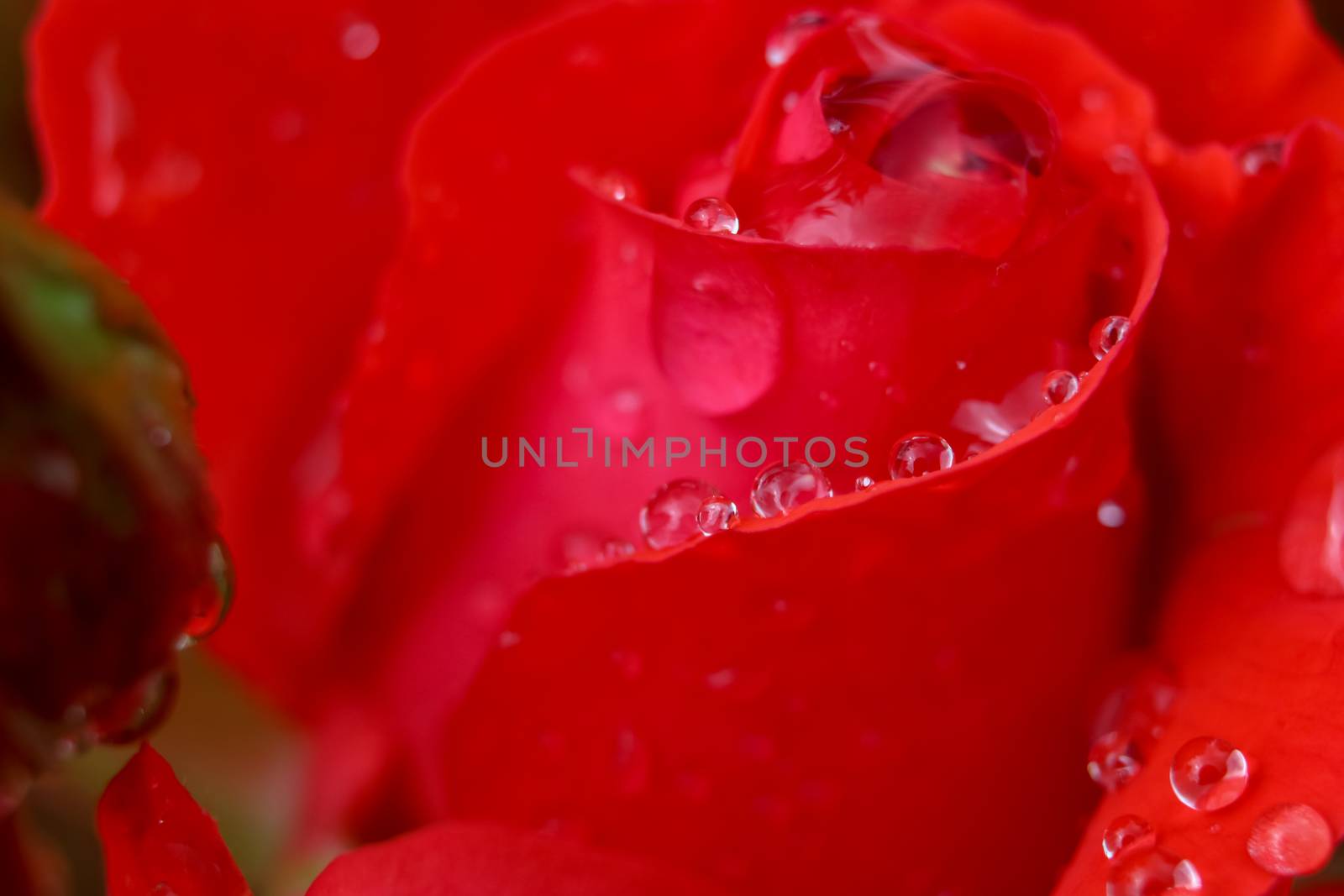 Red rose closeup with water drops.
