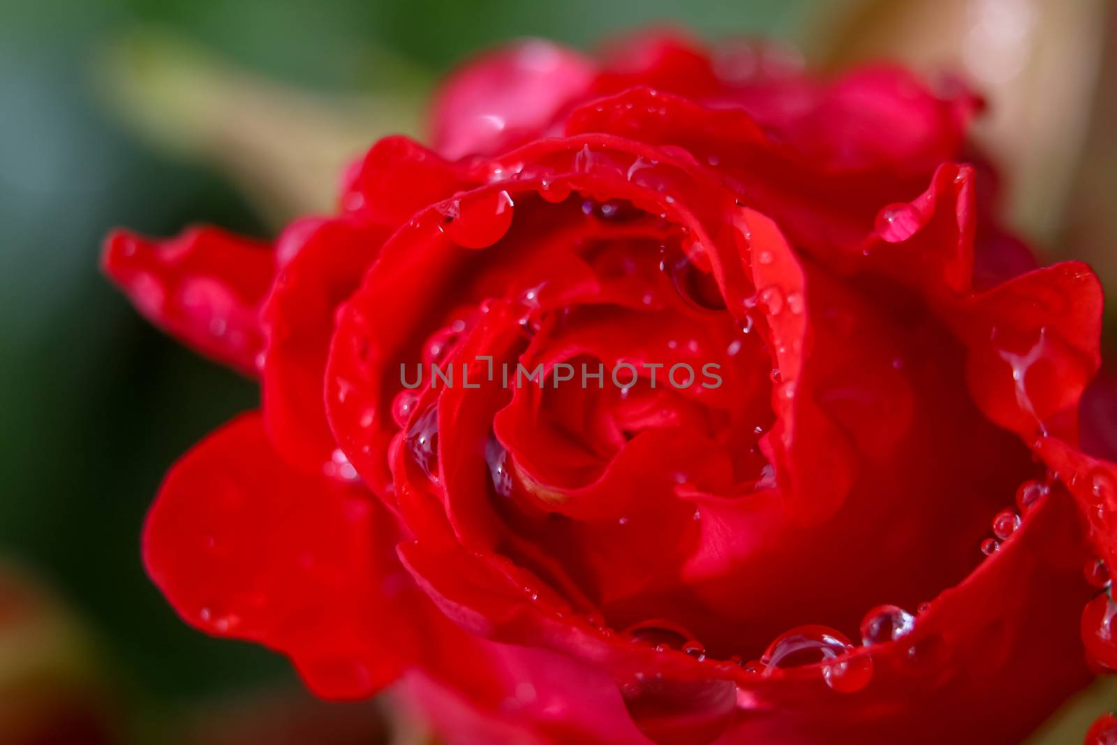 Red rose closeup with water drops.