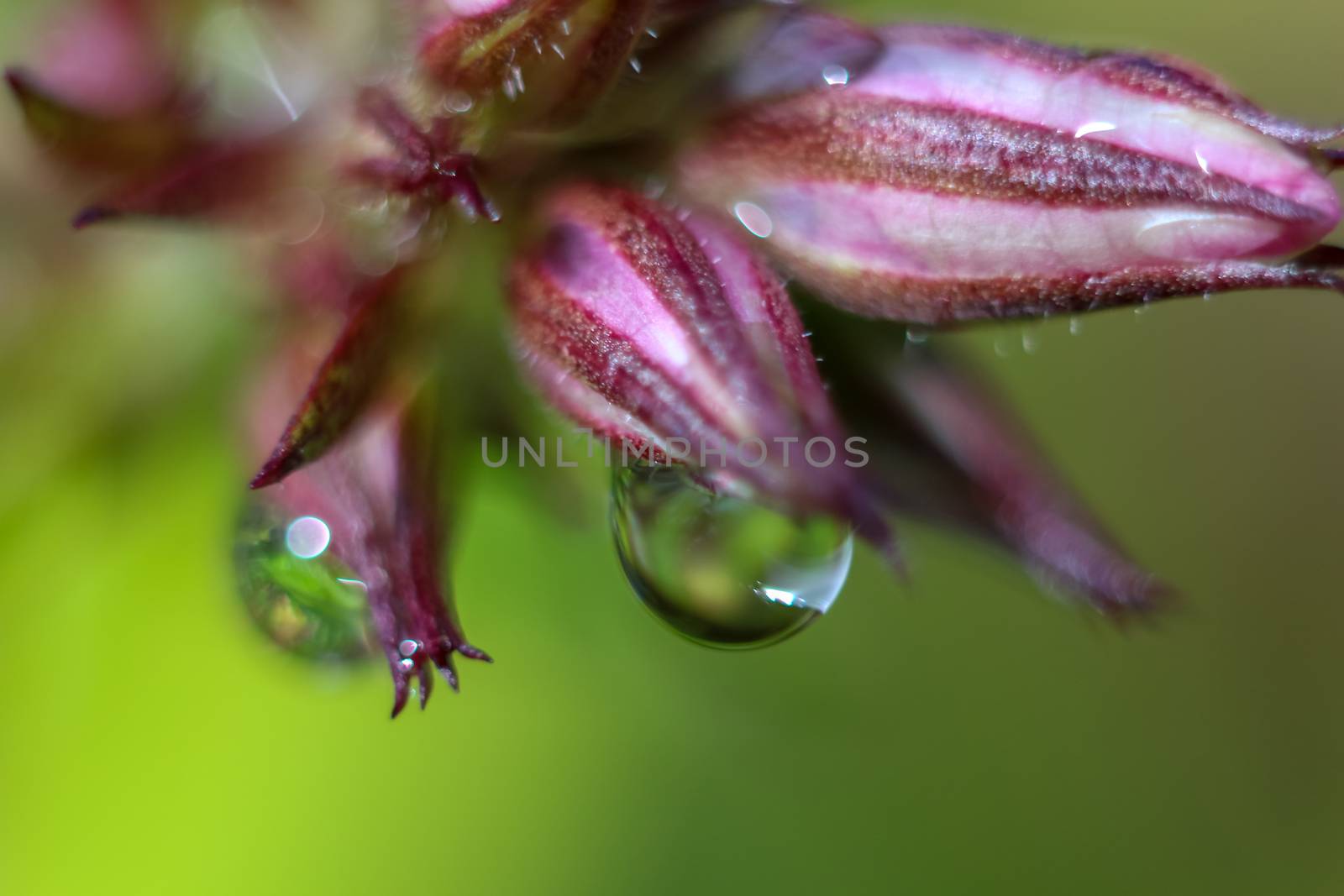 Pink flower closeup by fotorobs