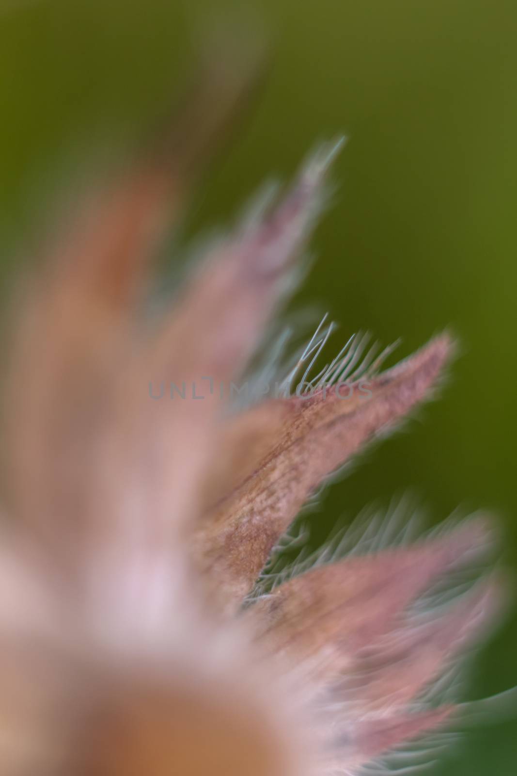 Flower closeup by fotorobs