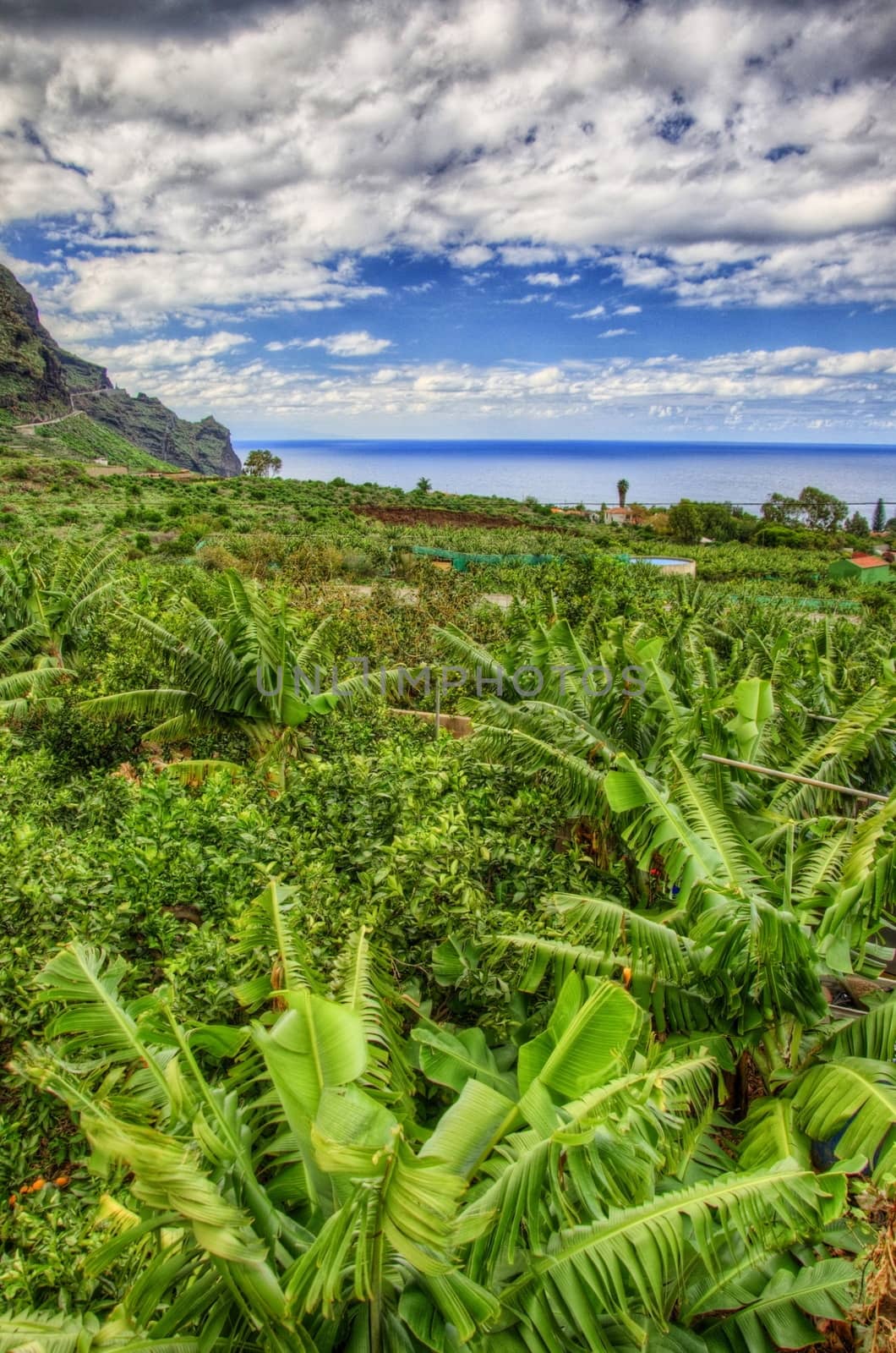 Banana palms plantation in north-west coast of Tenerife, Canaria by Eagle2308