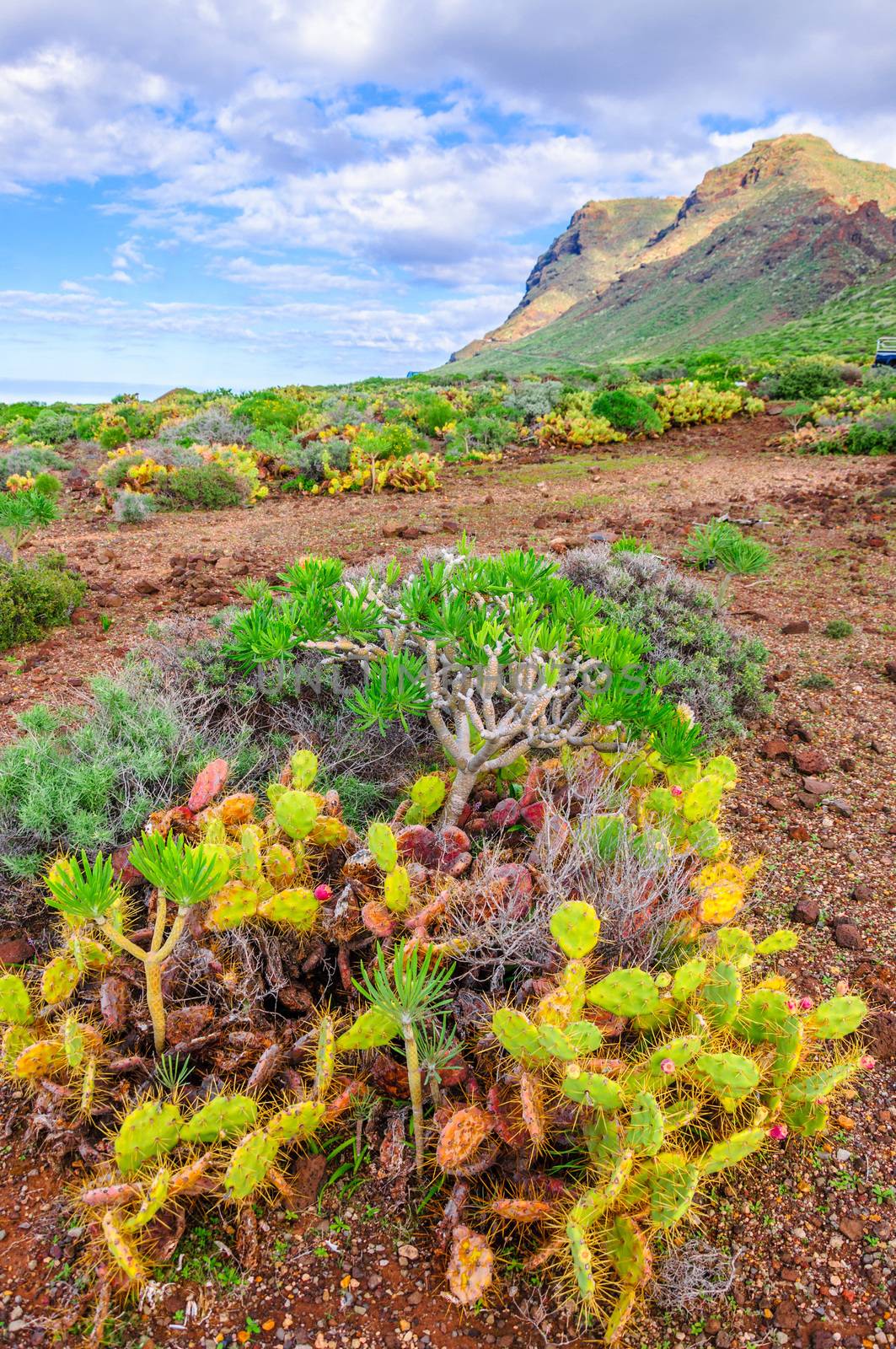 Cactuses on north-west coast of Tenerife, Canarian Islands.