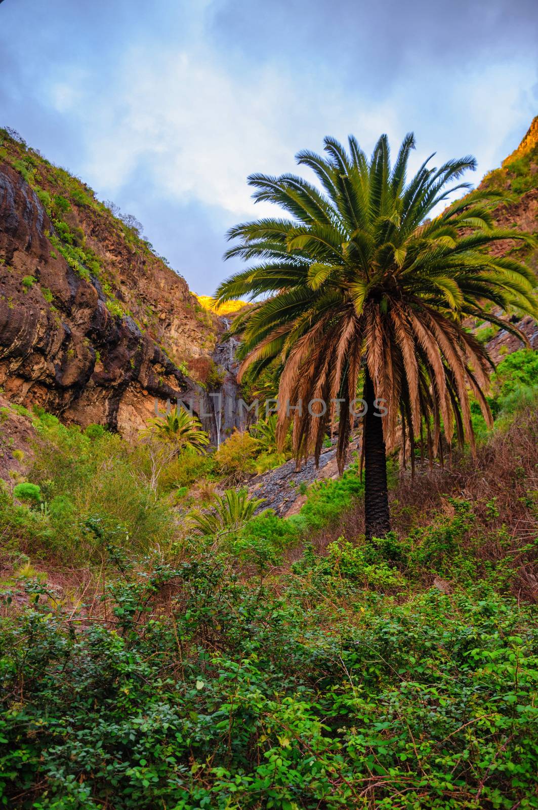 Palms near Masca village with mountains, Tenerife, Canarian Isla by Eagle2308