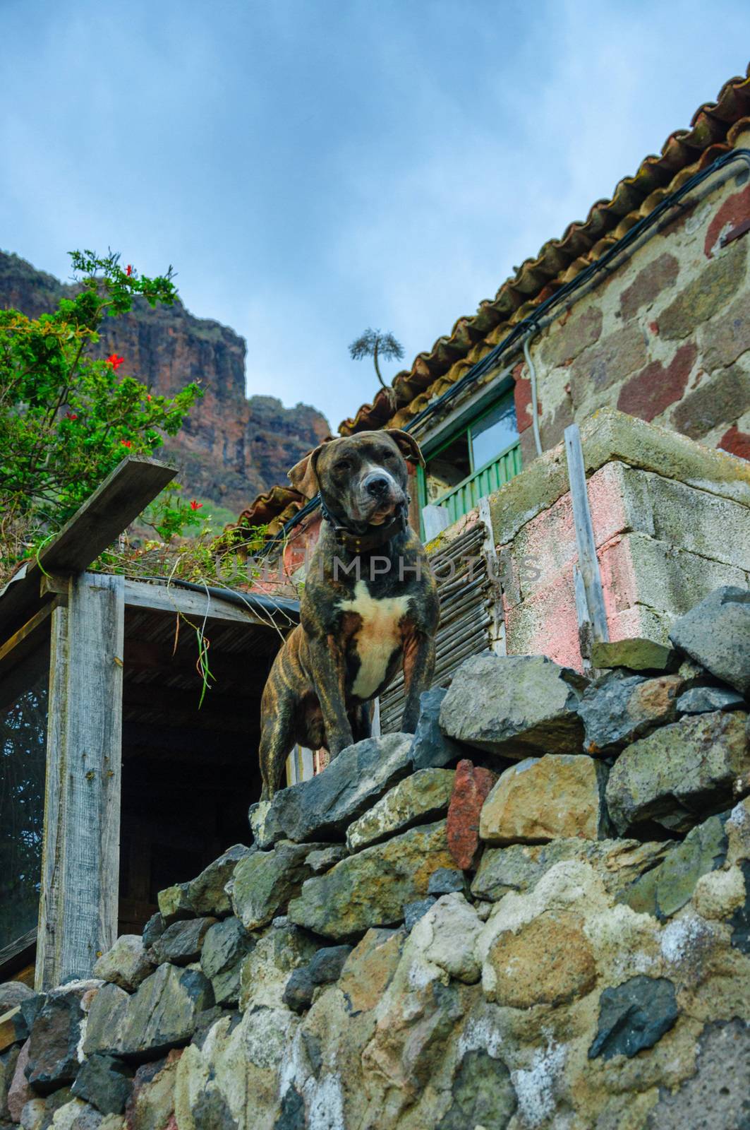 Dog on the street of Masca village, Tenerife, Canarian Islands.