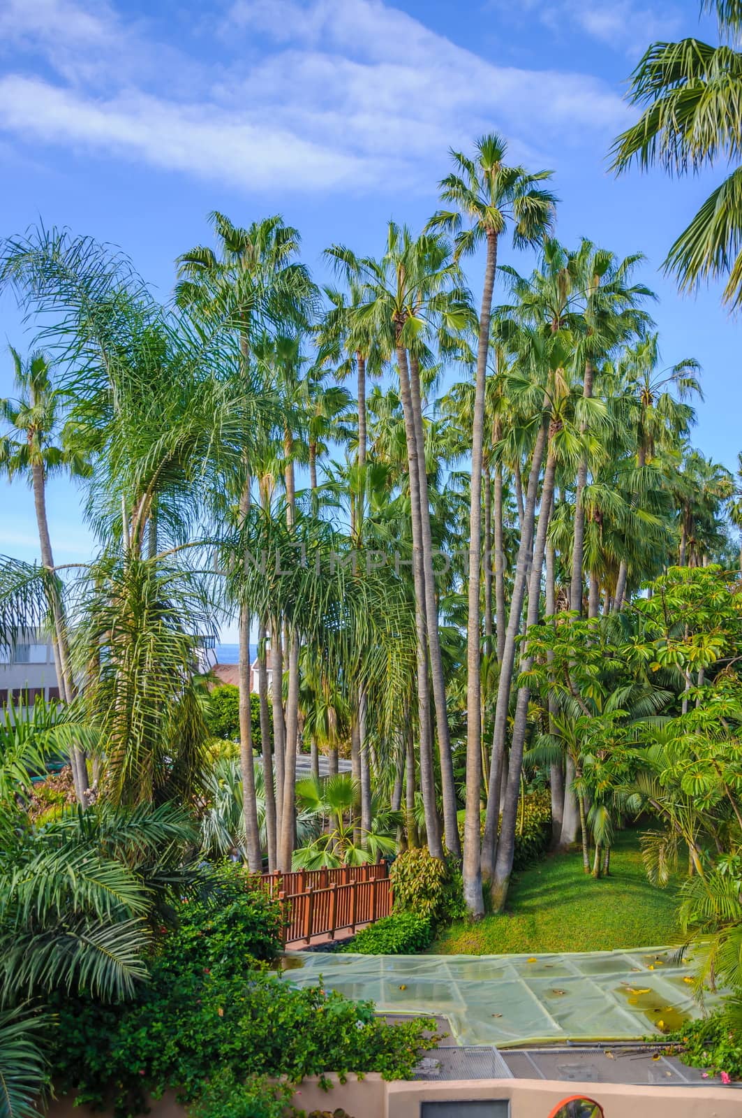 Tall palms in Loro Parque, Tenerife on Canary Islands.