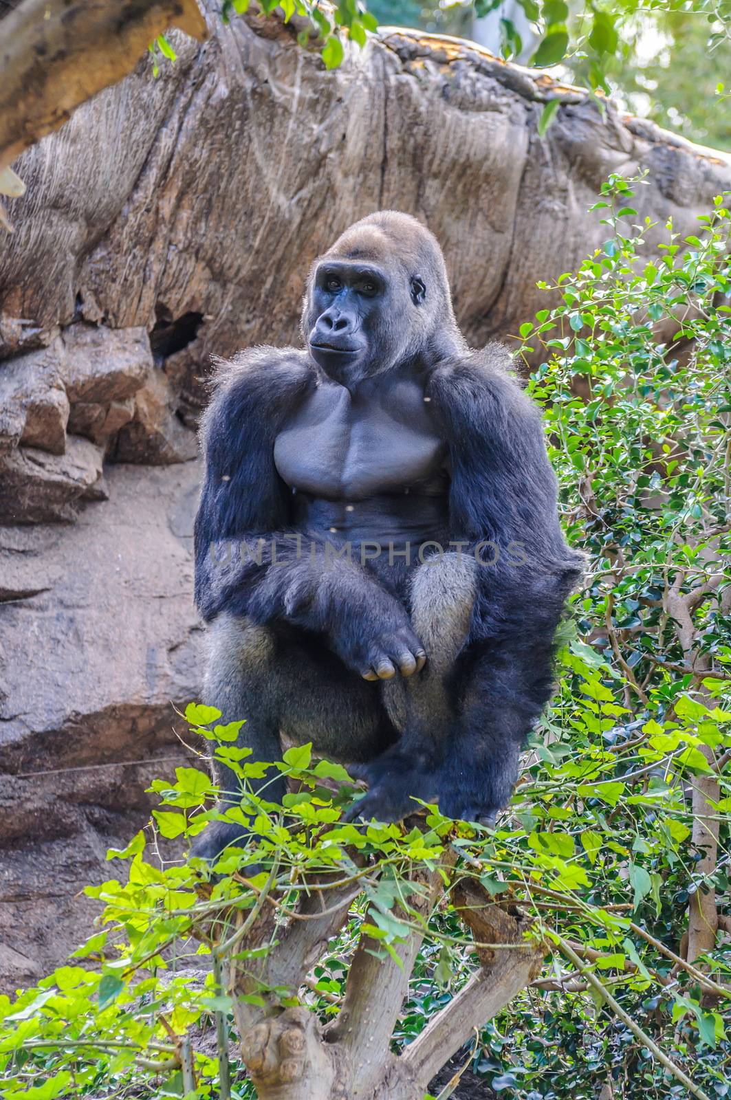 Portrait of a western lowland gorilla in Loro Parque, Tenerife, Canary Islands.
