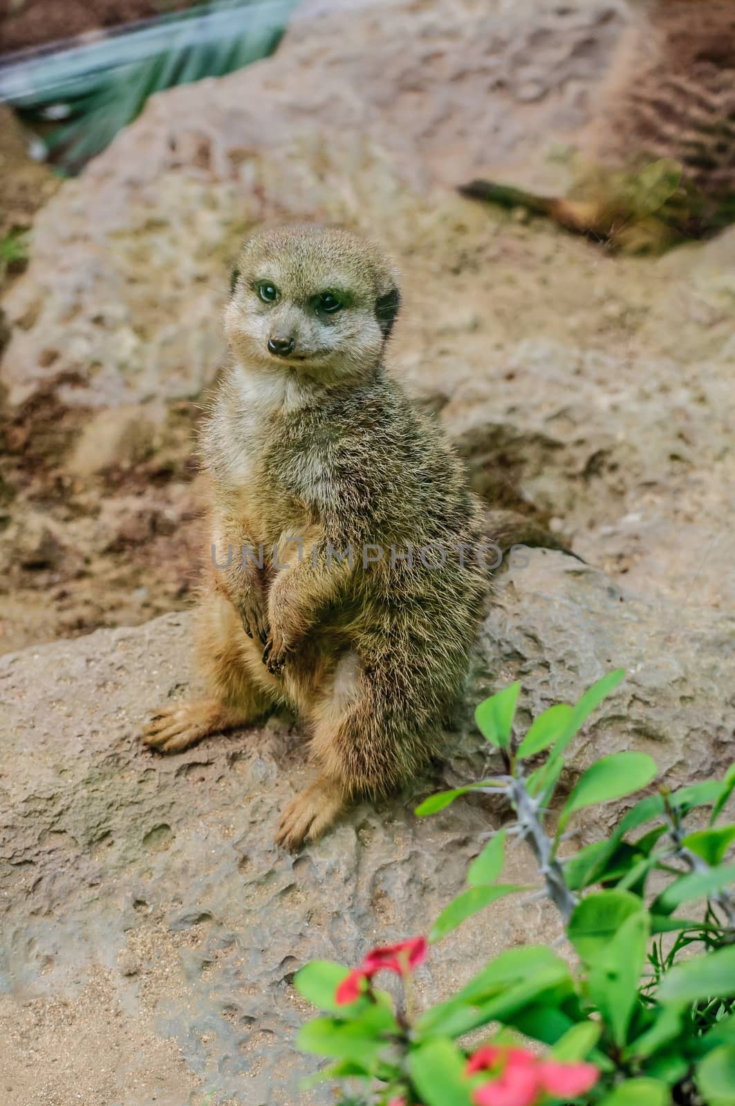 Suricate in Loro Parque, Tenerife, Canary Islands. by Eagle2308