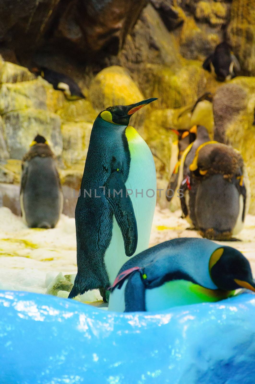 Big King penguins in Loro Parque, Tenerife, Canary Islands. by Eagle2308