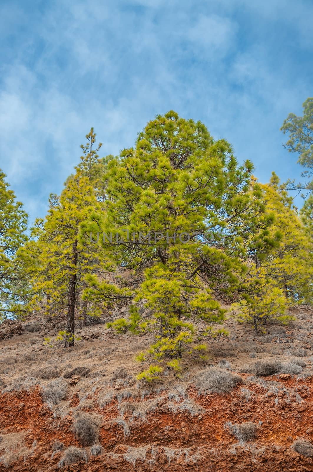 Canarian pines, pinus canariensis in the Corona Forestal Nature Park, Tenerife, Canary Islands