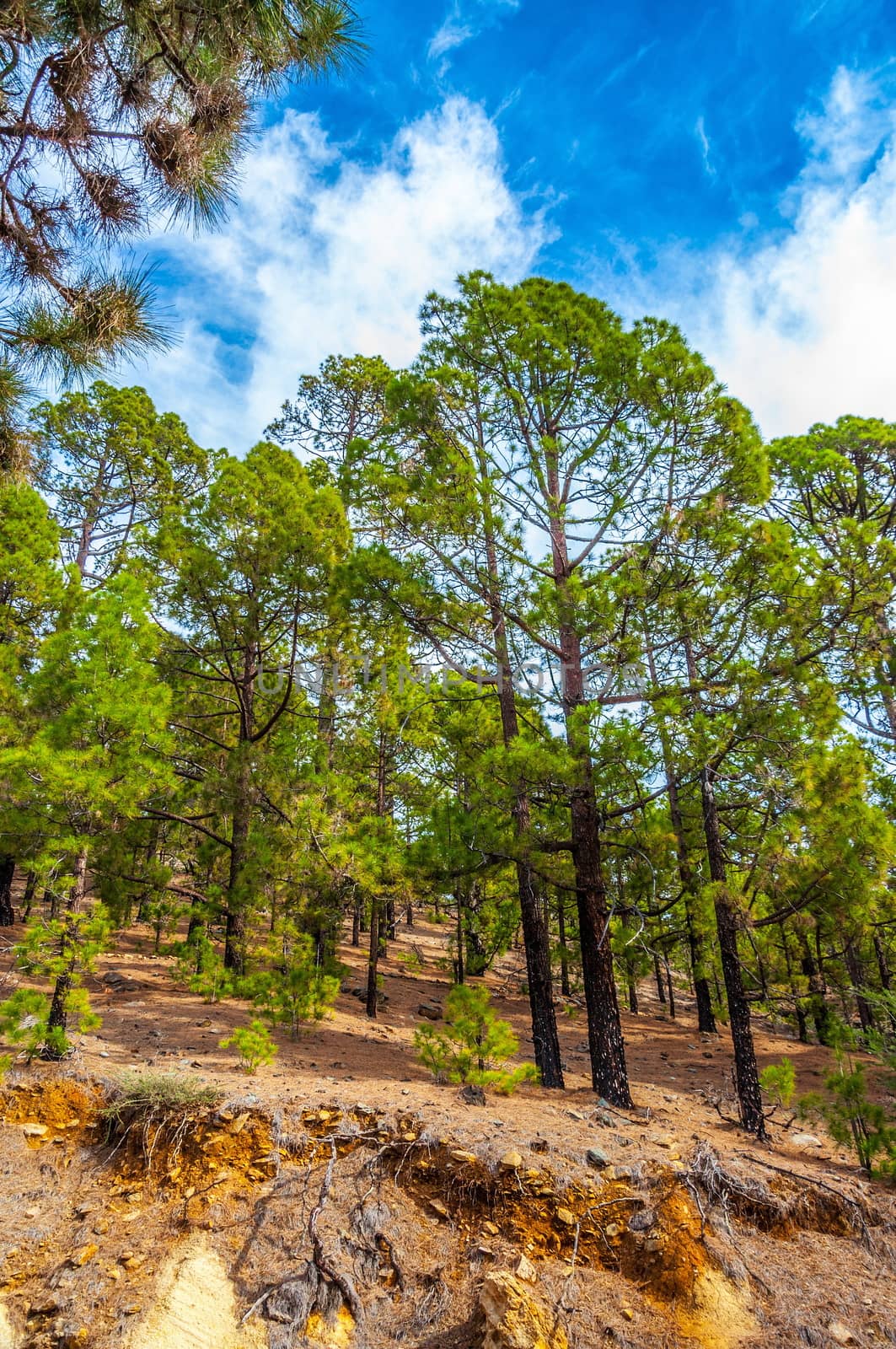 Canarian pines, pinus canariensis in the Corona Forestal Nature  by Eagle2308