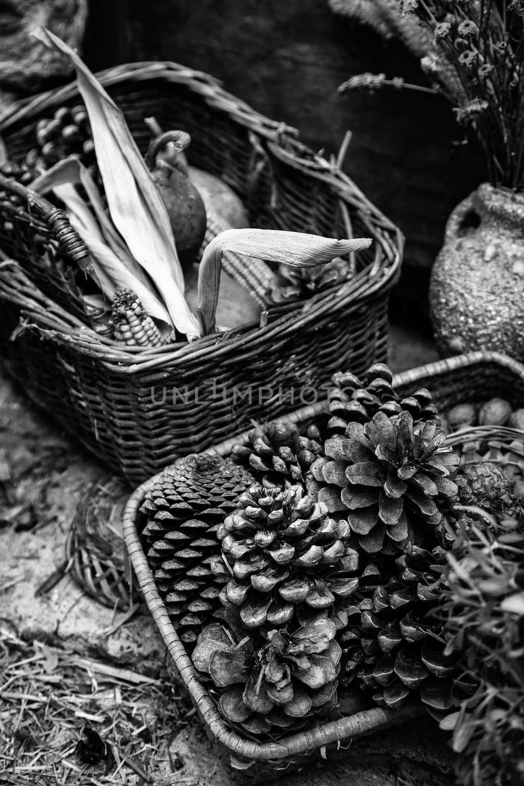 Fresh corn in wicker baskets, cereal detail
