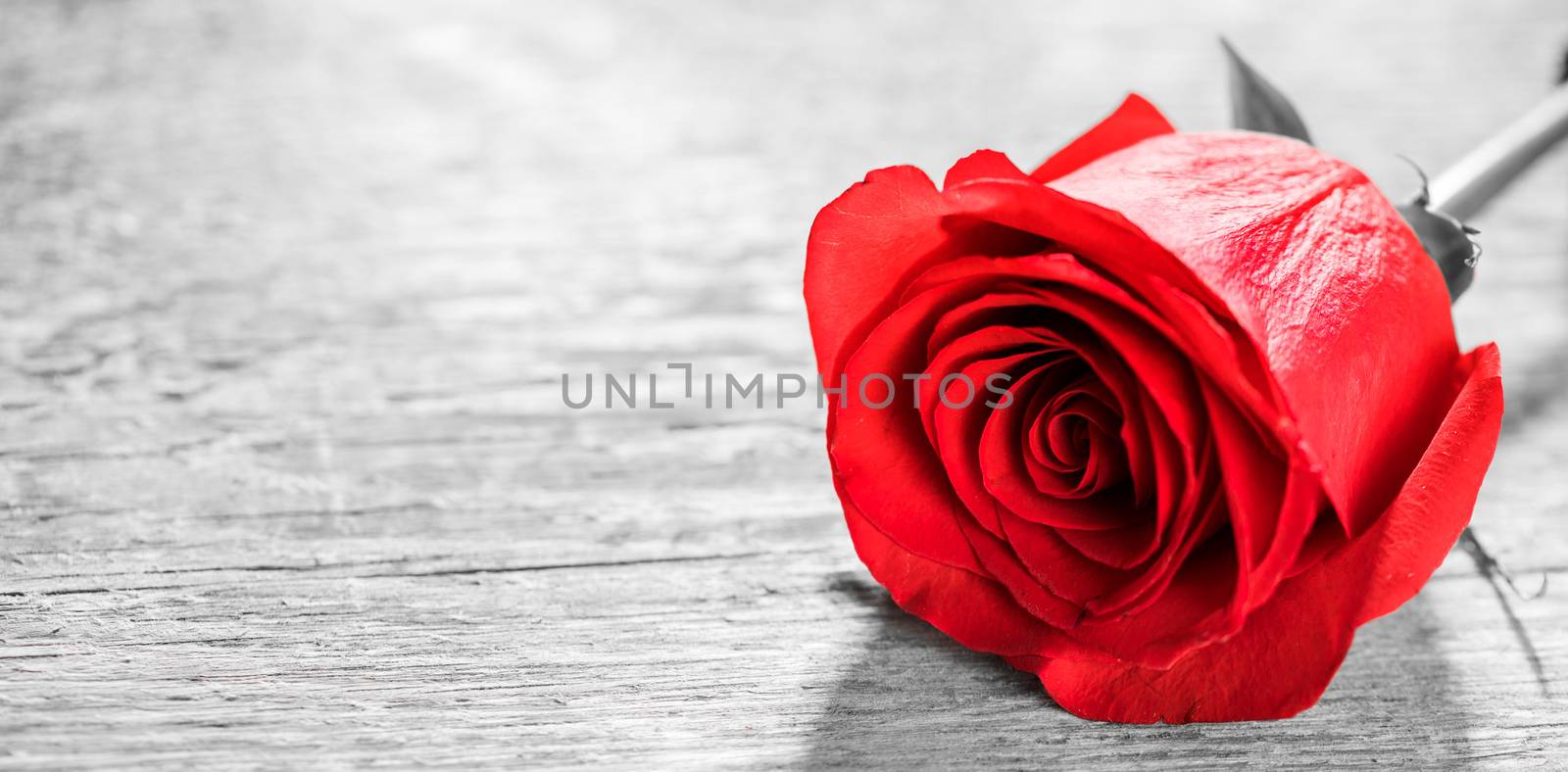 Red rose lying on a wooden table close up