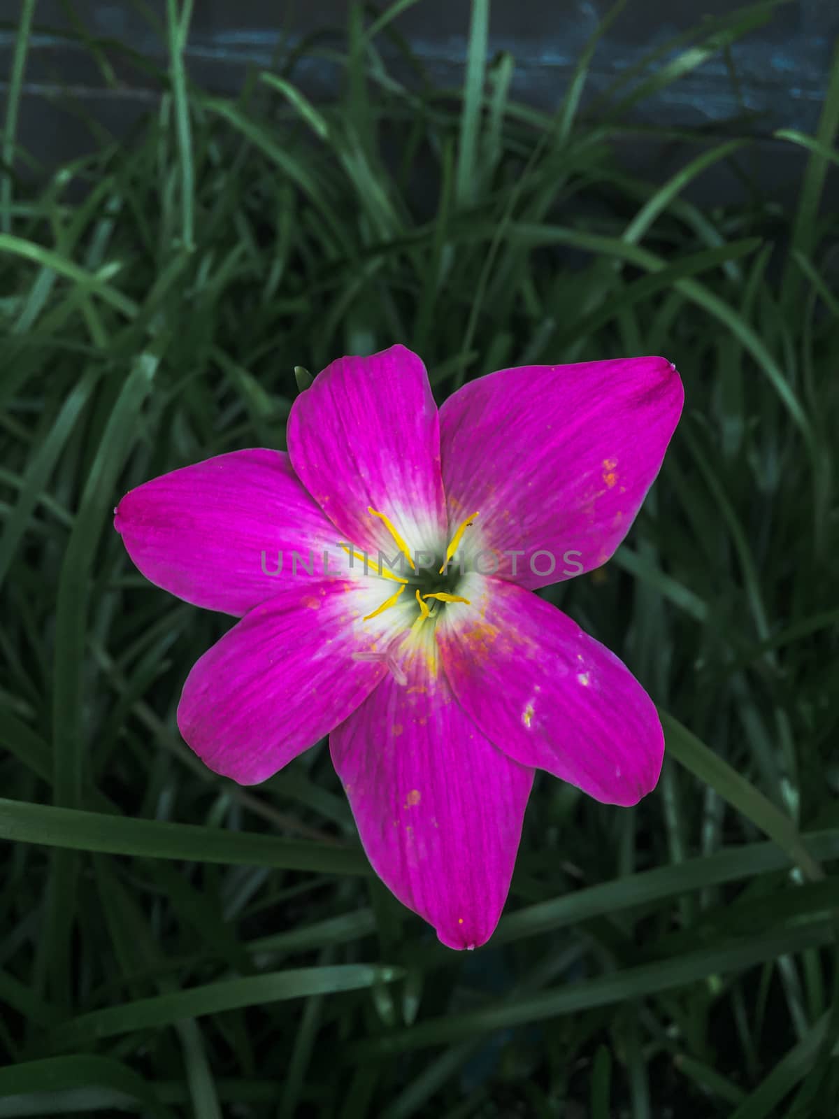 Closeup pink flowers on dark background