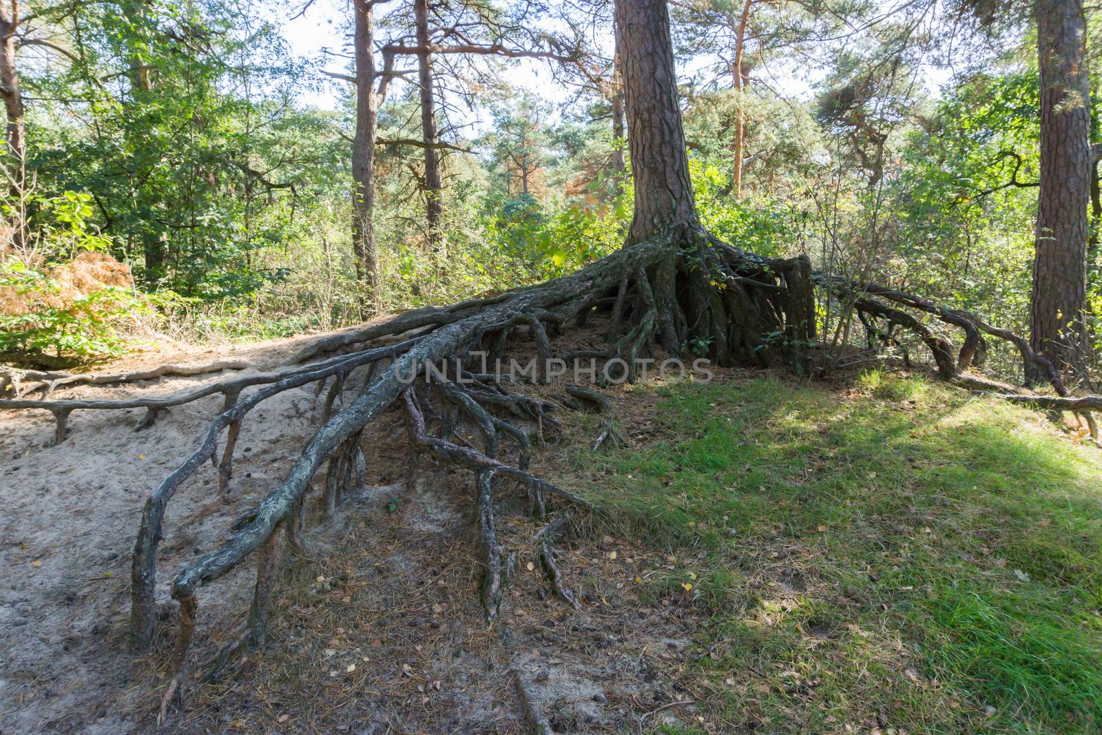 bare big tree roots branches off from a tree trunk far above the ground in a forest landscape scenery by charlottebleijenberg