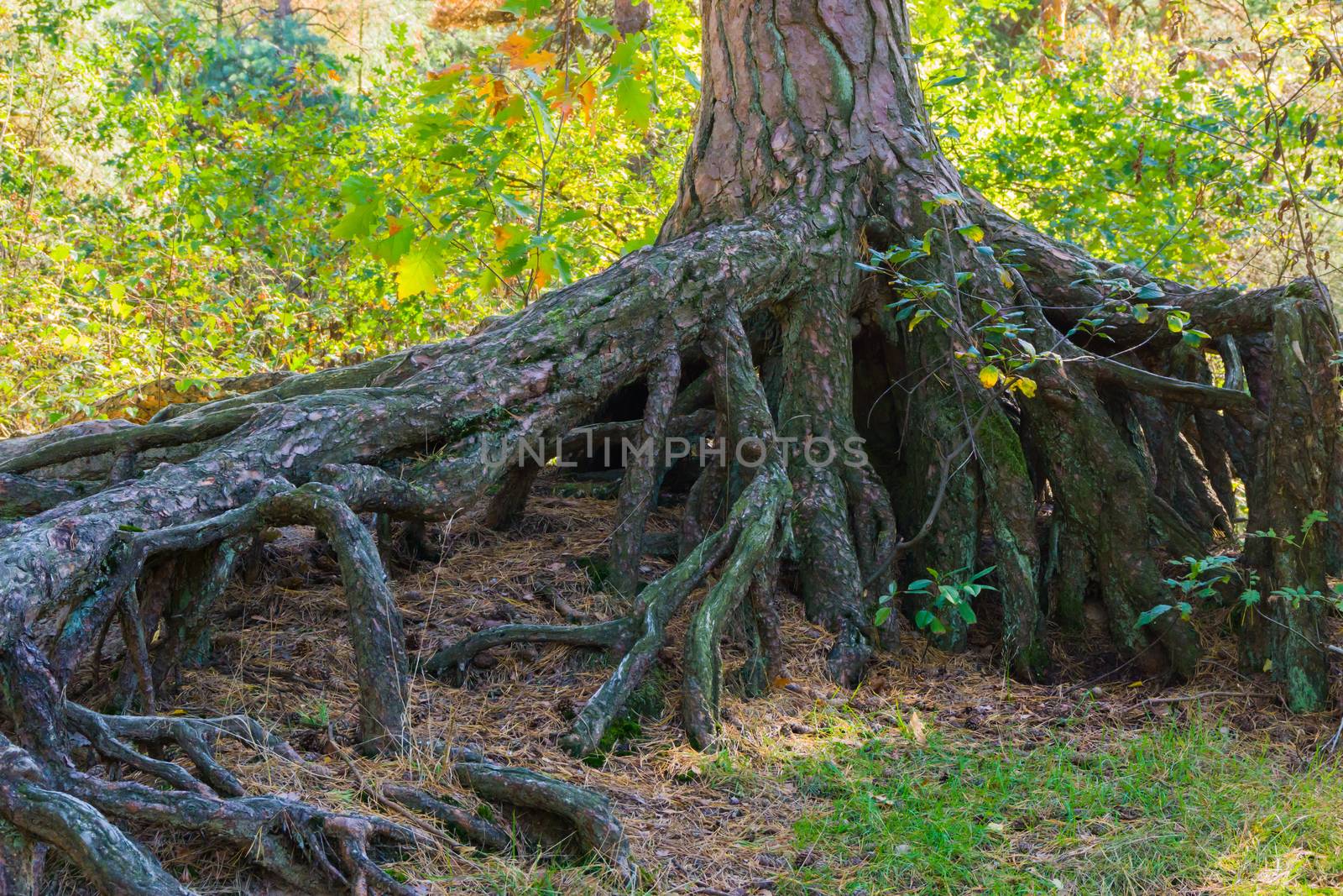 Enormously big bare tree roots above the ground in a forest landscape scene