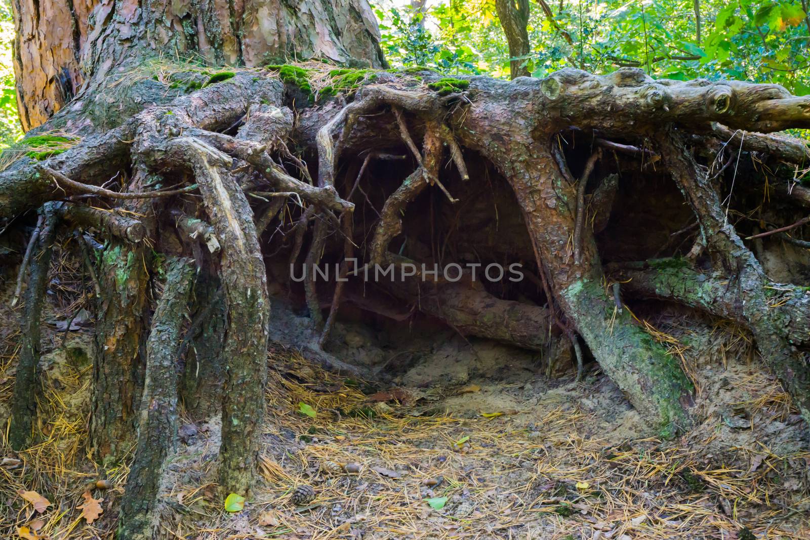 underground tunnel of big bare roots under a tree in the forest